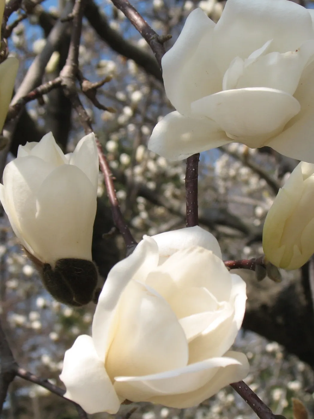 Yulan Magnolia (Magnolia Denudata) — It is a prized specimen for its early spring blossoms that imbue the air with a subtle, sweet fragrance