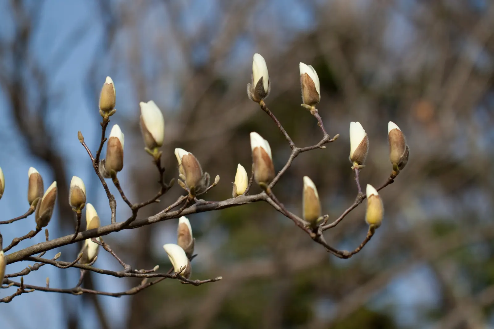 Yulan Magnolia (Magnolia Denudata) — tree with white blooms; are oblong-shaped with a glossy