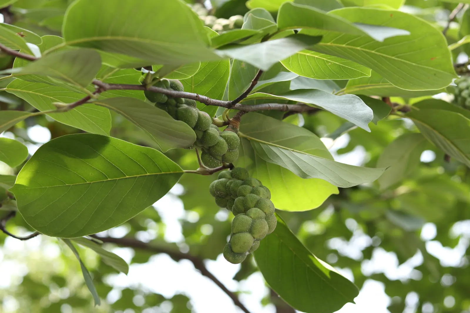 Yulan Magnolia (Magnolia Denudata) — Care should be taken to protect the tree from strong winds, as it can be susceptible to damage; the Yulan, image 63