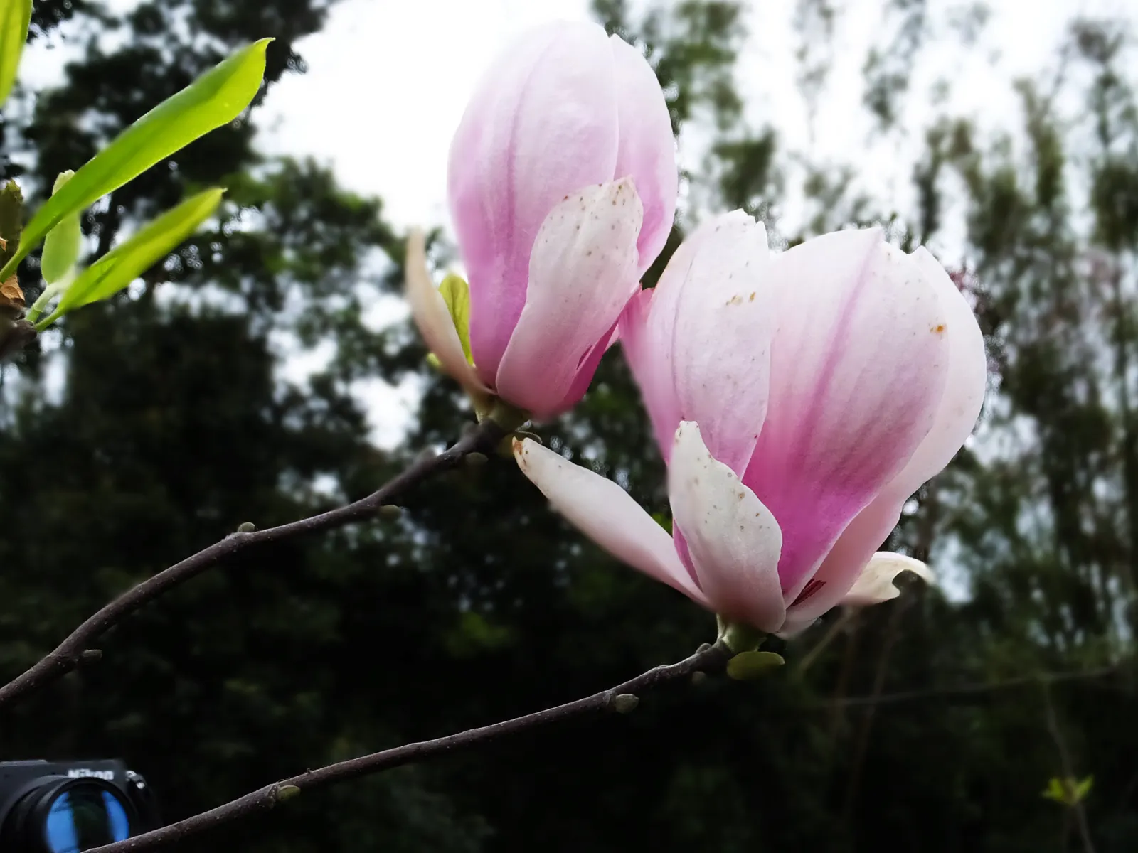 Yulan Magnolia (Magnolia Denudata) — Adding a layer of mulch around the base can help retain soil moisture and regulate temperature; it is a prized specimen