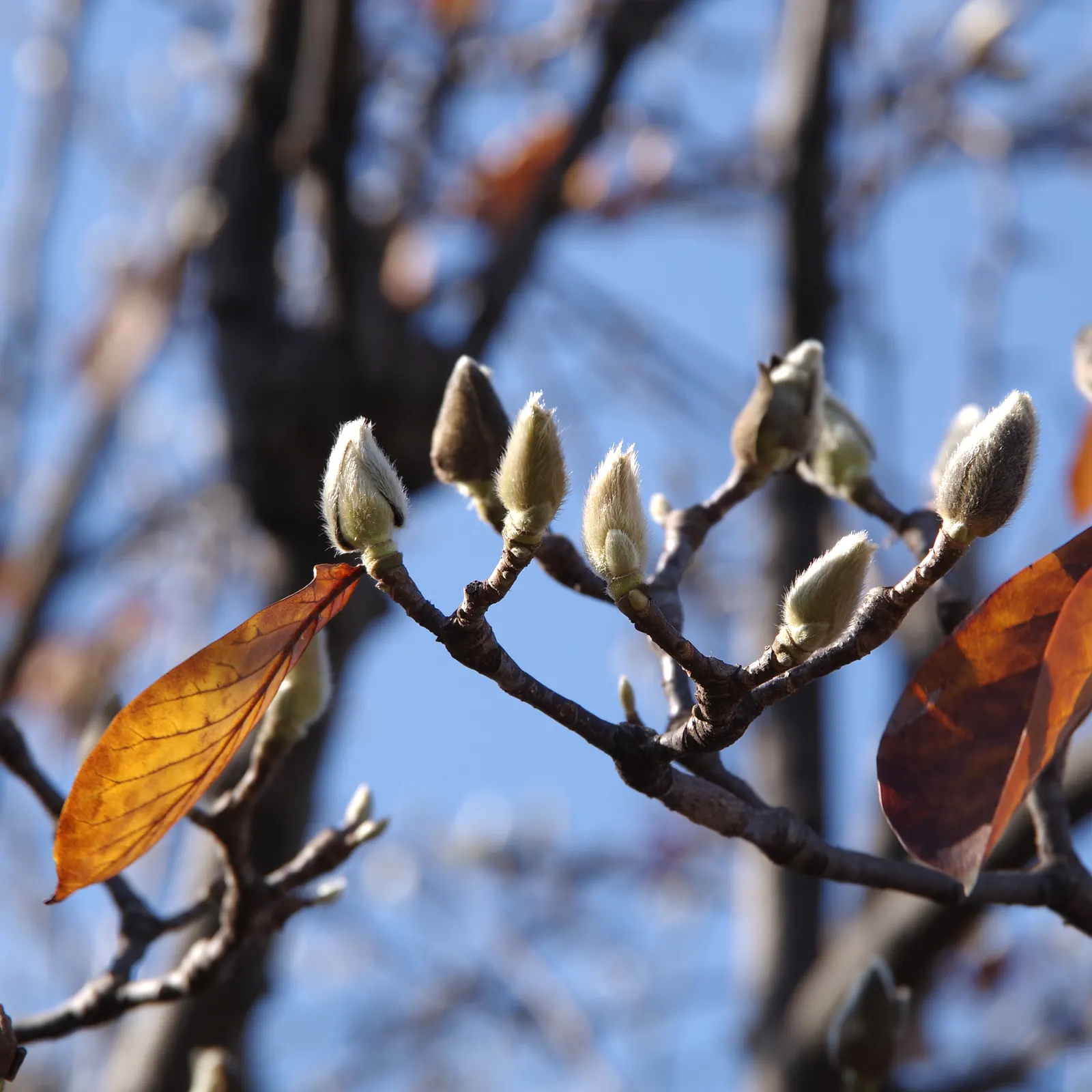 Yulan Magnolia (Magnolia Denudata) — A Yulan Magnolia is hardy in USDA zones 5 through 8; slightly acidic to neutral soil, image 88