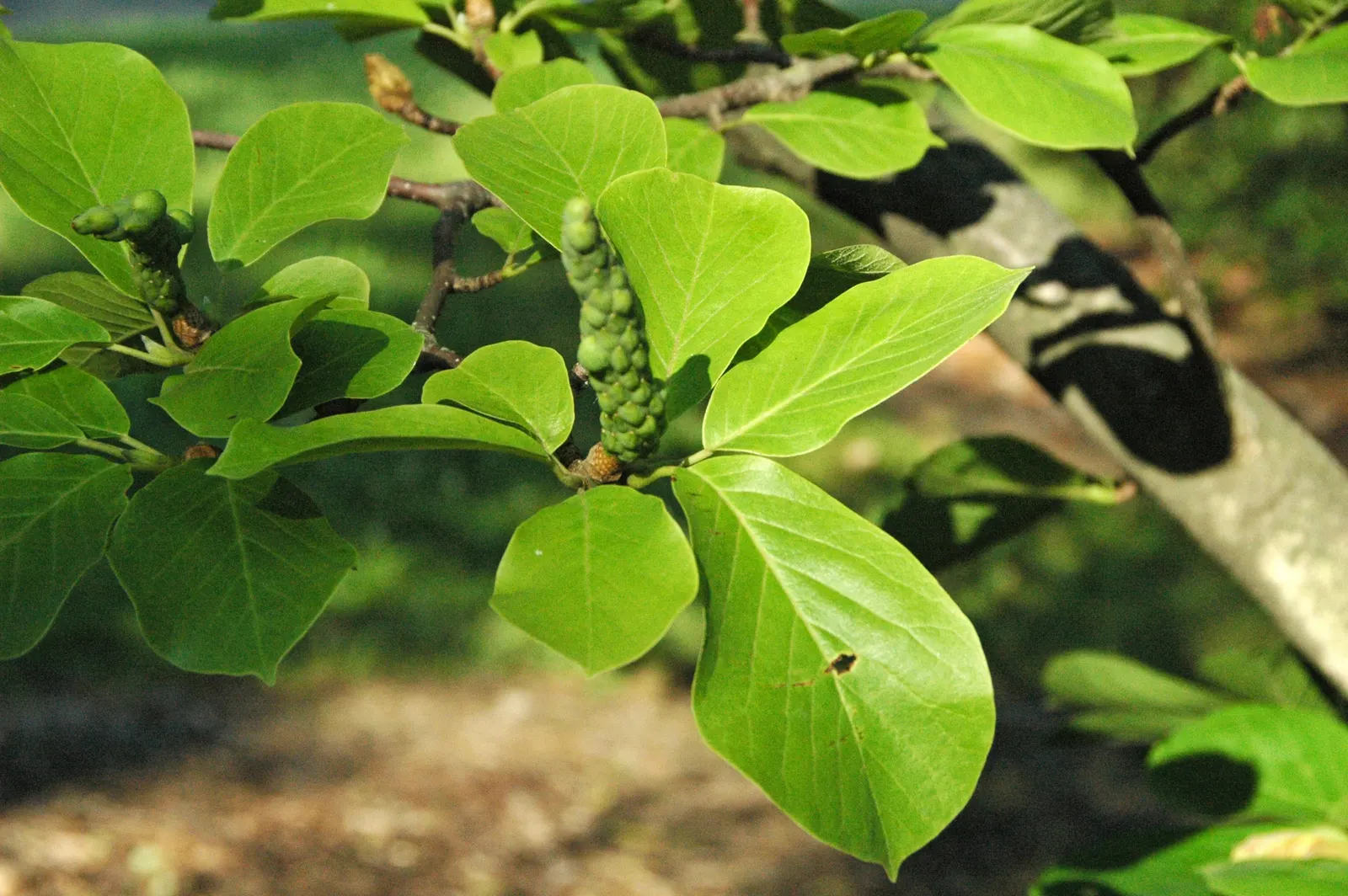 Yulan Magnolia (Magnolia Denudata) — are oblong-shaped with a glossy; a Yulan Magnolia is hardy in USDA zones 5 through 8, image 82