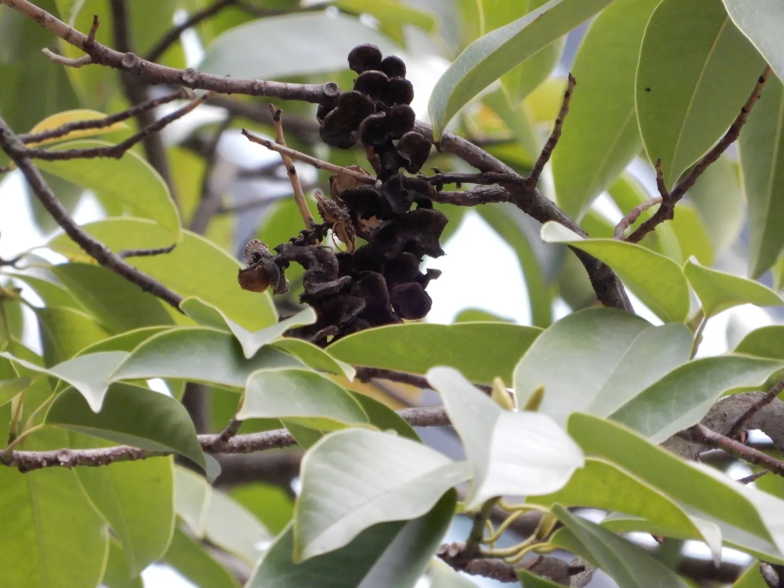 Yulan Magnolia (Magnolia Denudata) — is a venerable and elegant deciduous tree that brings a touch of serene beauty to any landscape; tree for full, image 76