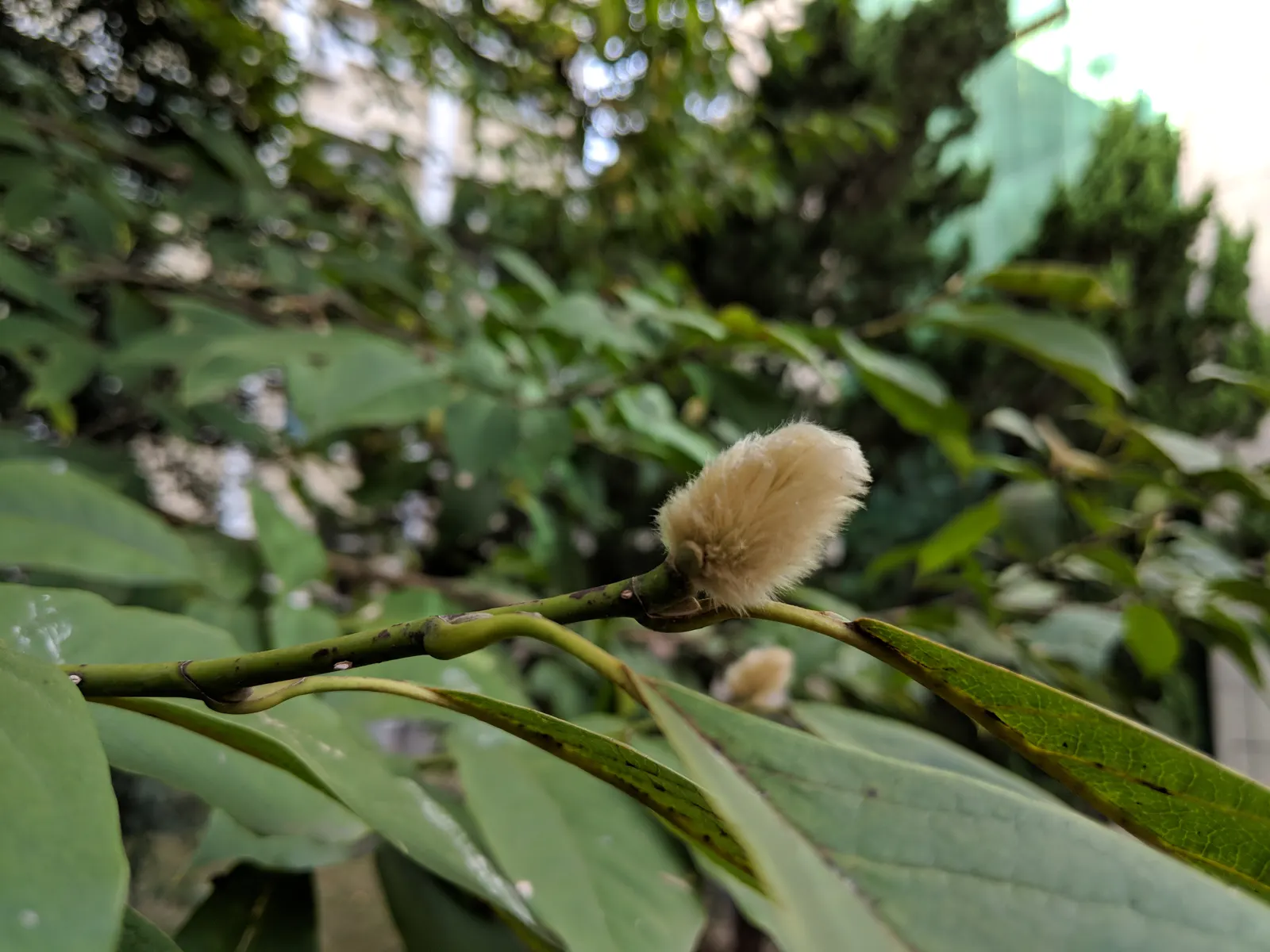 Yulan Magnolia (Magnolia Denudata) — Adding a layer of mulch around the base can help retain soil moisture and regulate temperature; it is a prized, image 64
