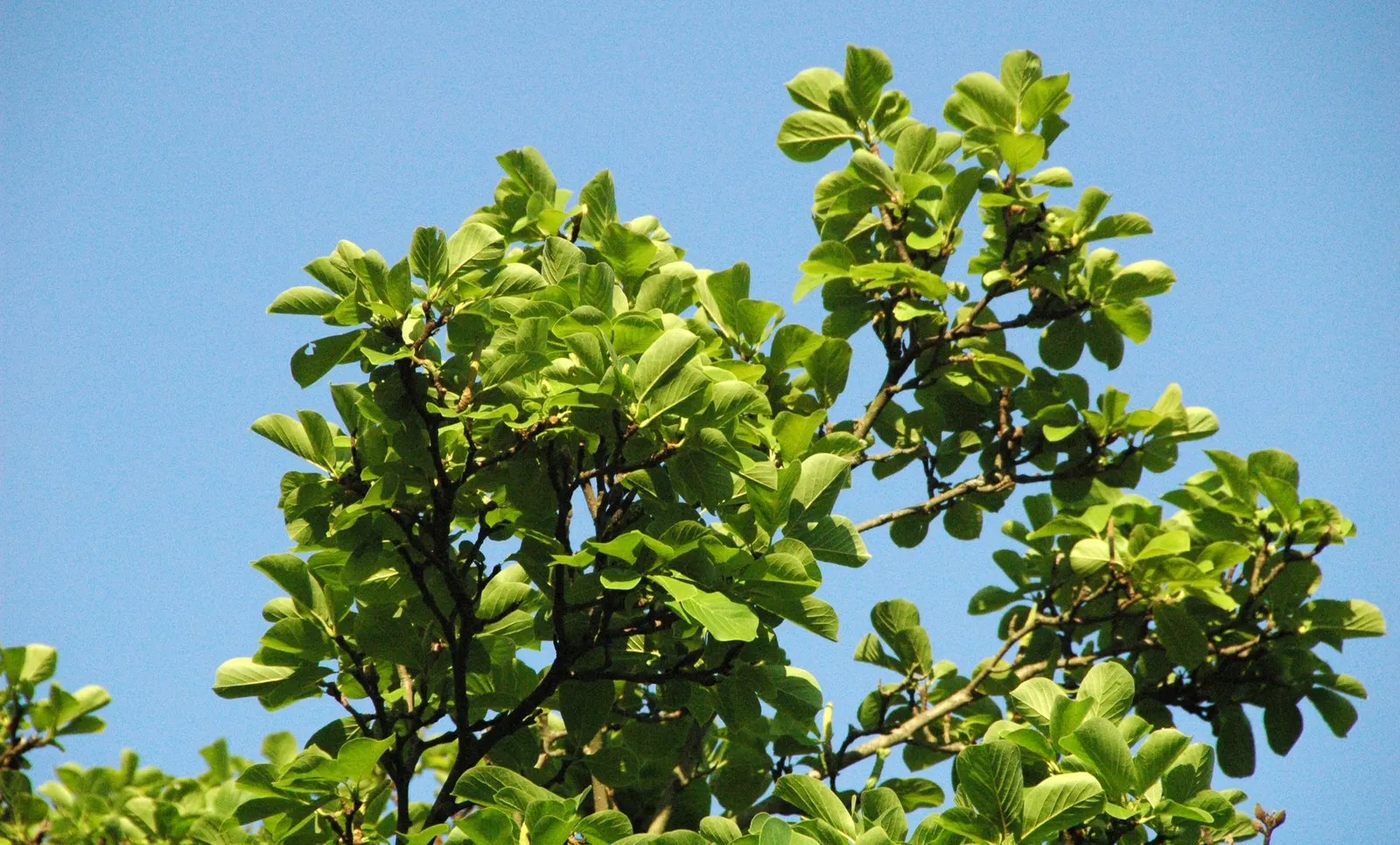 Yulan Magnolia (Magnolia Denudata) — tree for full; ensuring that it can be a joyous addition to many gardens across a variety of climates