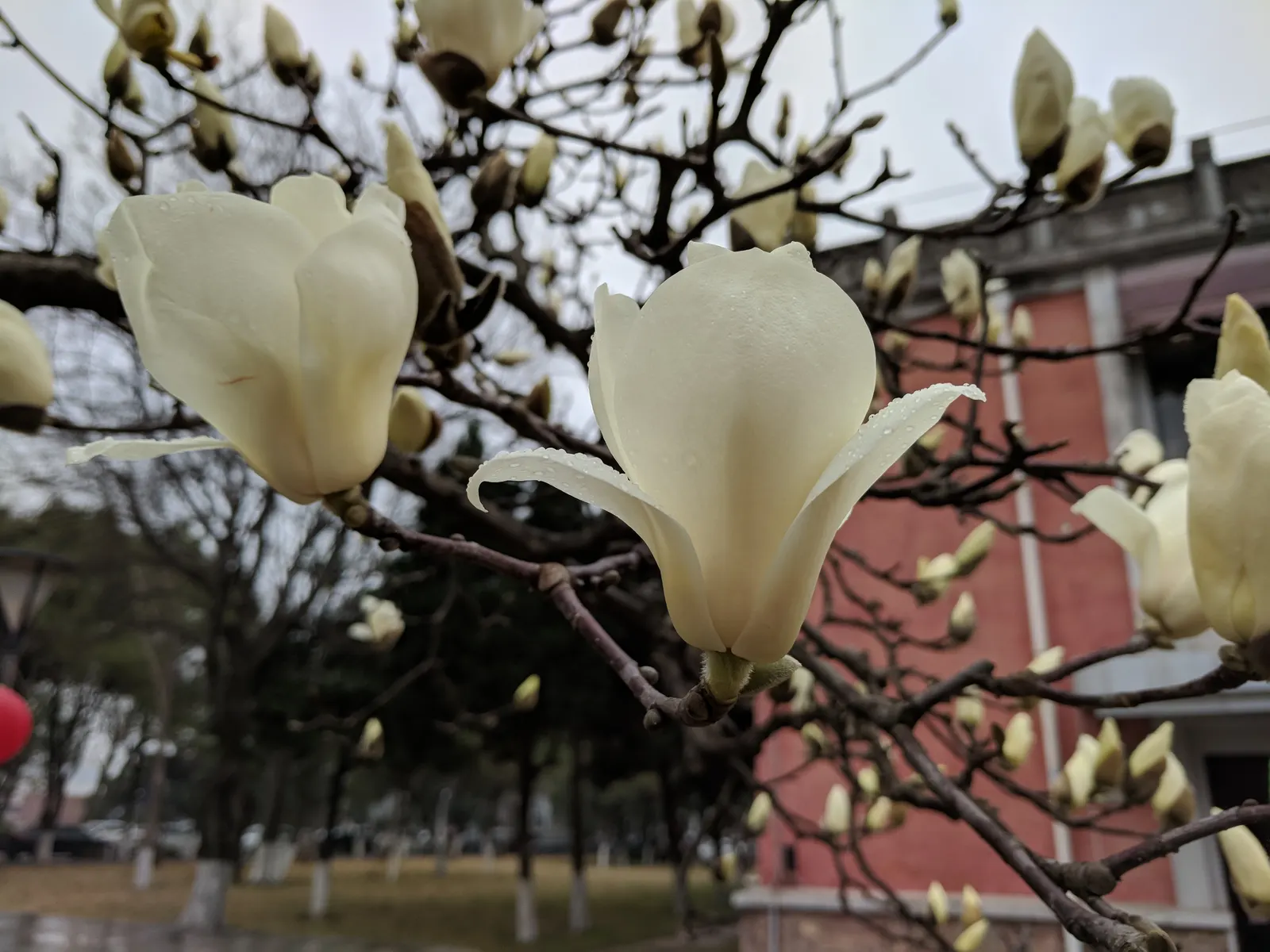 Yulan Magnolia (Magnolia Denudata) — It thrives best in full sun to partial shade and requires regular watering, particularly during dry spells, image 85