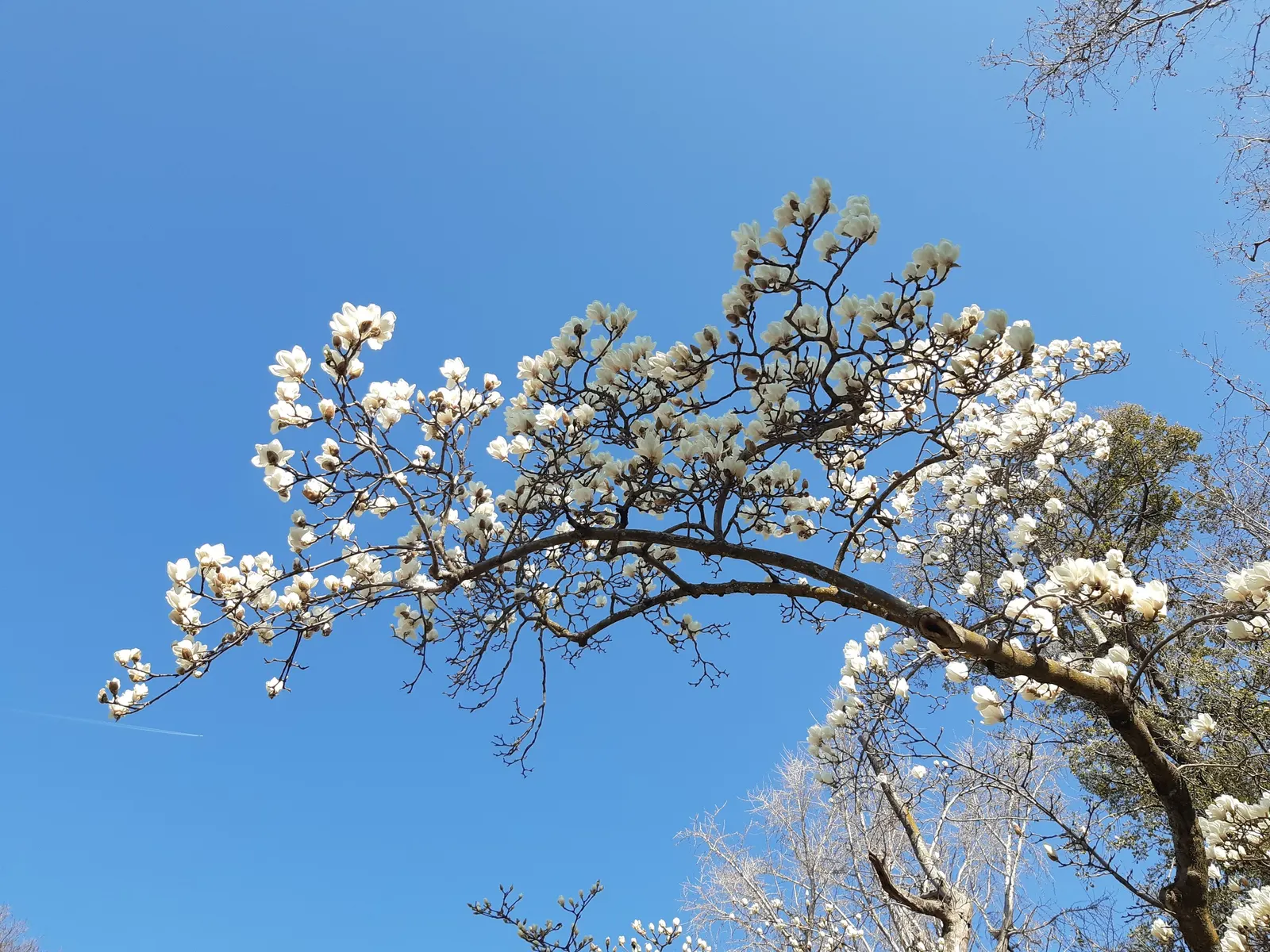 Yulan Magnolia (Magnolia Denudata) — and emerge on naked branches before the foliage unfurls