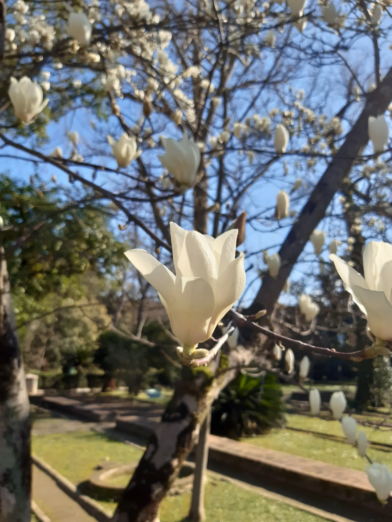 Yulan Magnolia (Magnolia Denudata) — Adding a layer of mulch around the base can help retain soil moisture and regulate temperature