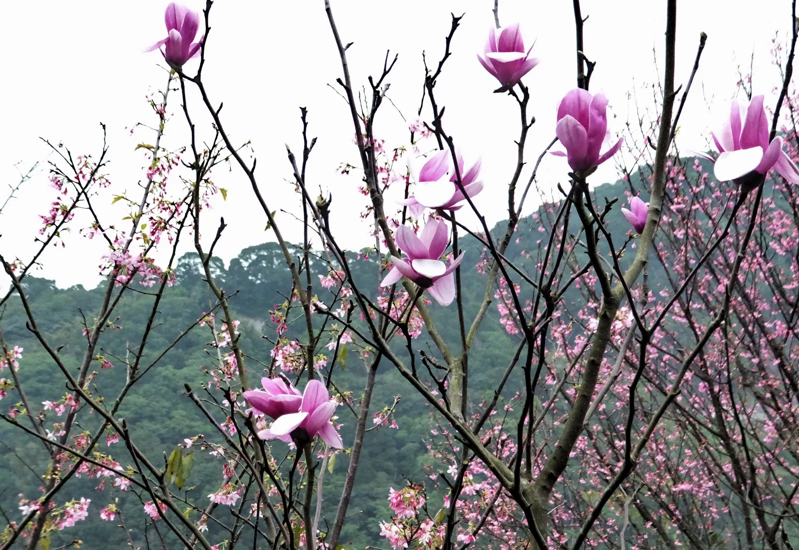 Yulan Magnolia (Magnolia Denudata) — The Yulan Magnolia (Magnolia denudata) is a deciduous tree prized for its early spring blooms; it prefers full sun to