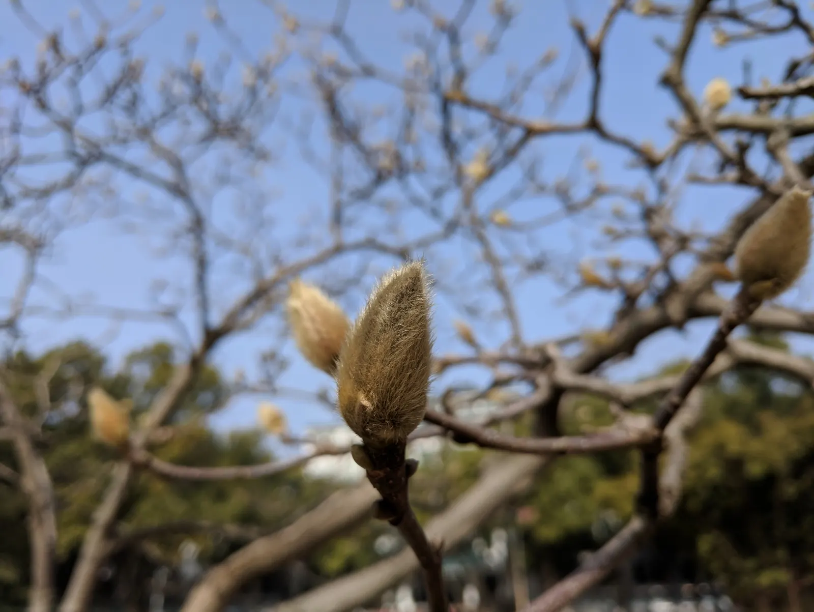 Yulan Magnolia (Magnolia Denudata) — Its elegant, upright form makes it an ideal focal point for small to medium landscapes; this species typically, image 51
