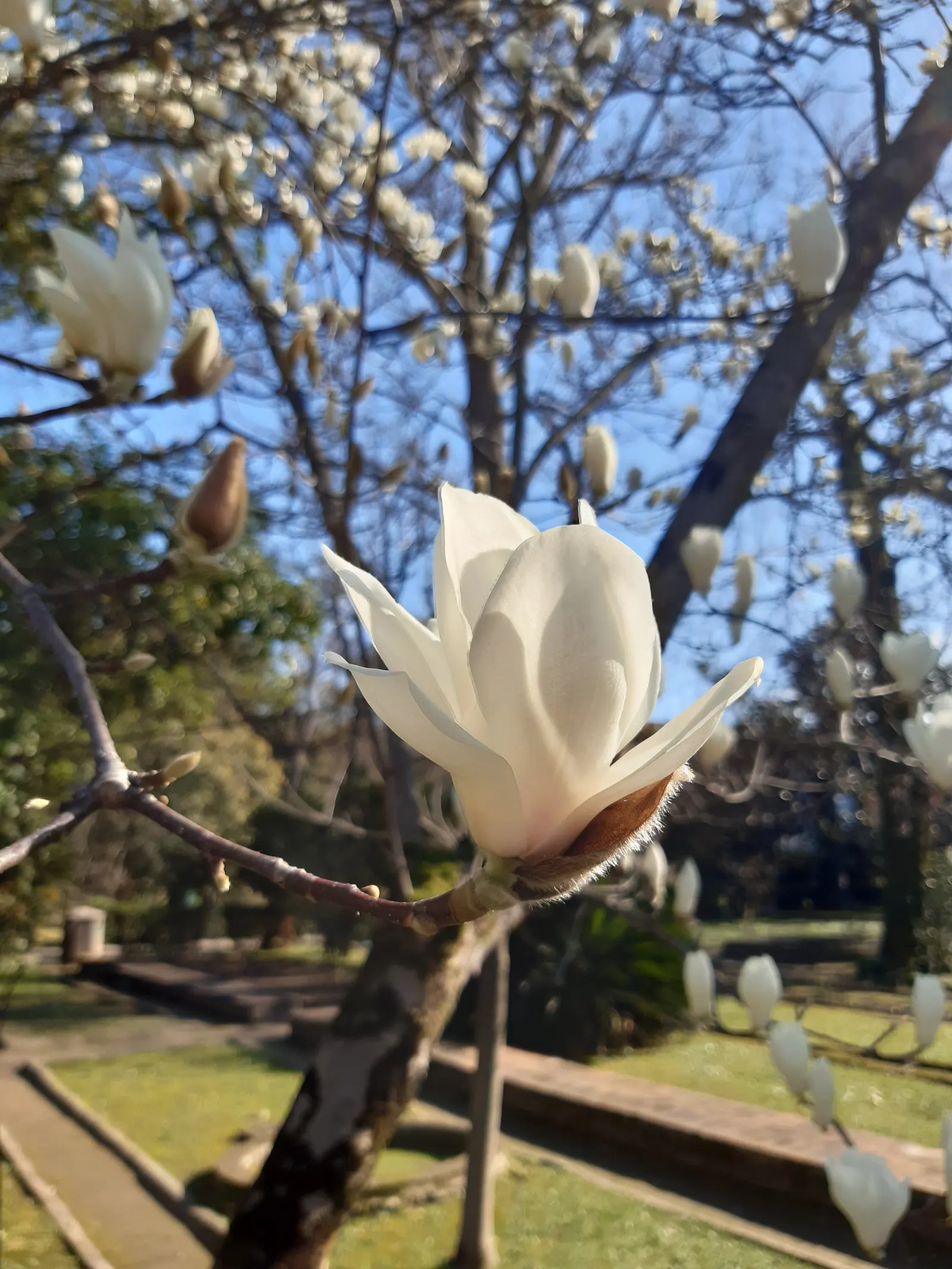 Yulan Magnolia (Magnolia Denudata) — It thrives best in full sun to partial shade and requires regular watering, particularly during dry spells