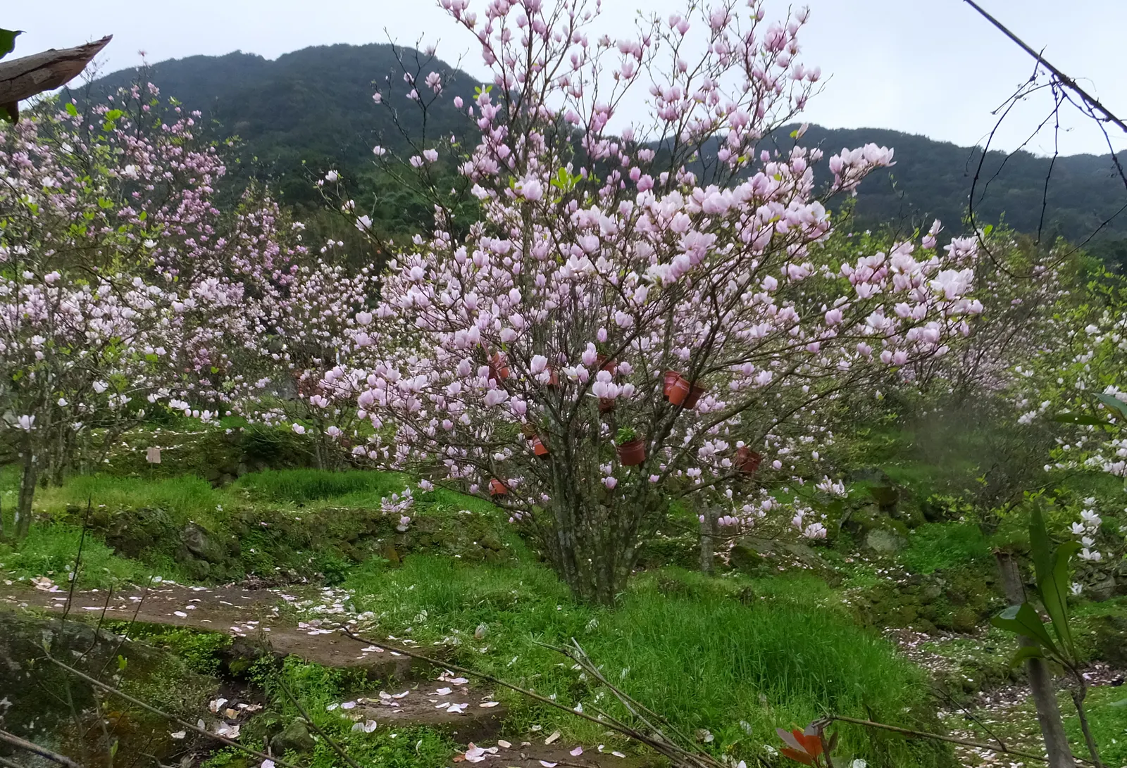 Yulan Magnolia (Magnolia Denudata) — consider its need for a spacious environment with well-draining