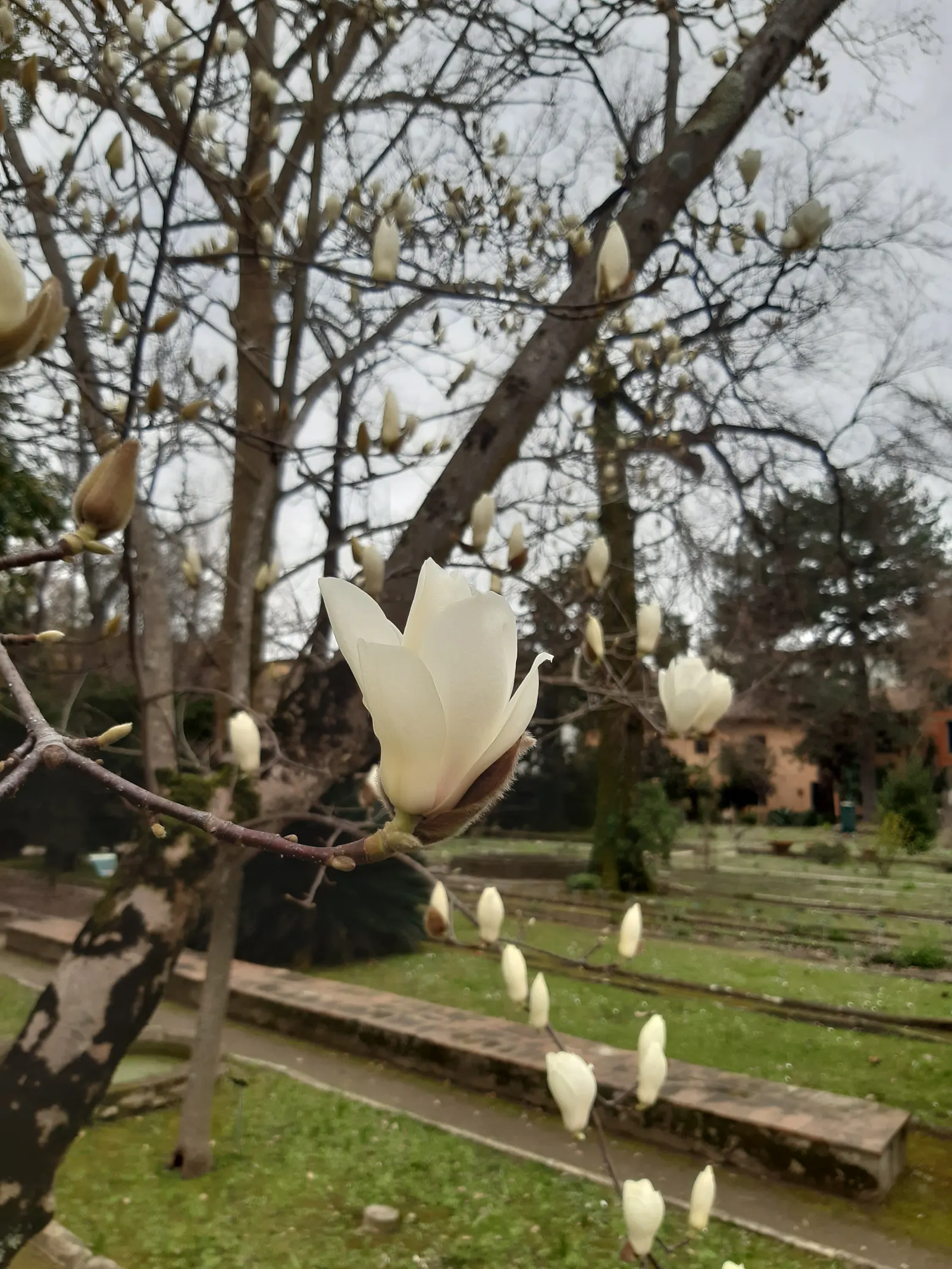 Yulan Magnolia (Magnolia Denudata) — A Yulan Magnolia is hardy in USDA zones 5 through 8; slightly acidic to neutral soil