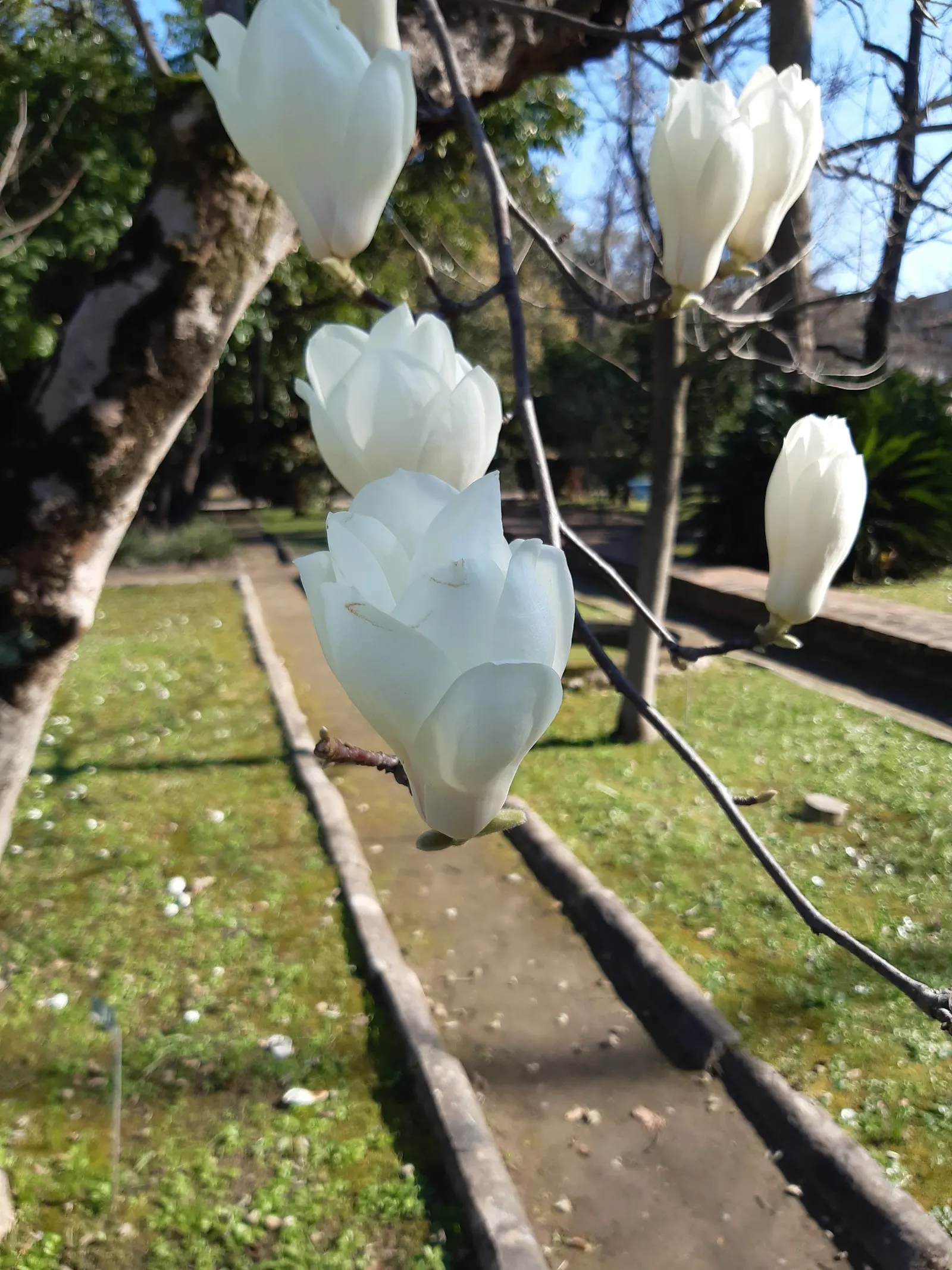 Yulan Magnolia (Magnolia Denudata) — Its elegant, upright form makes it an ideal focal point for small to medium landscapes; this species typically reaches a