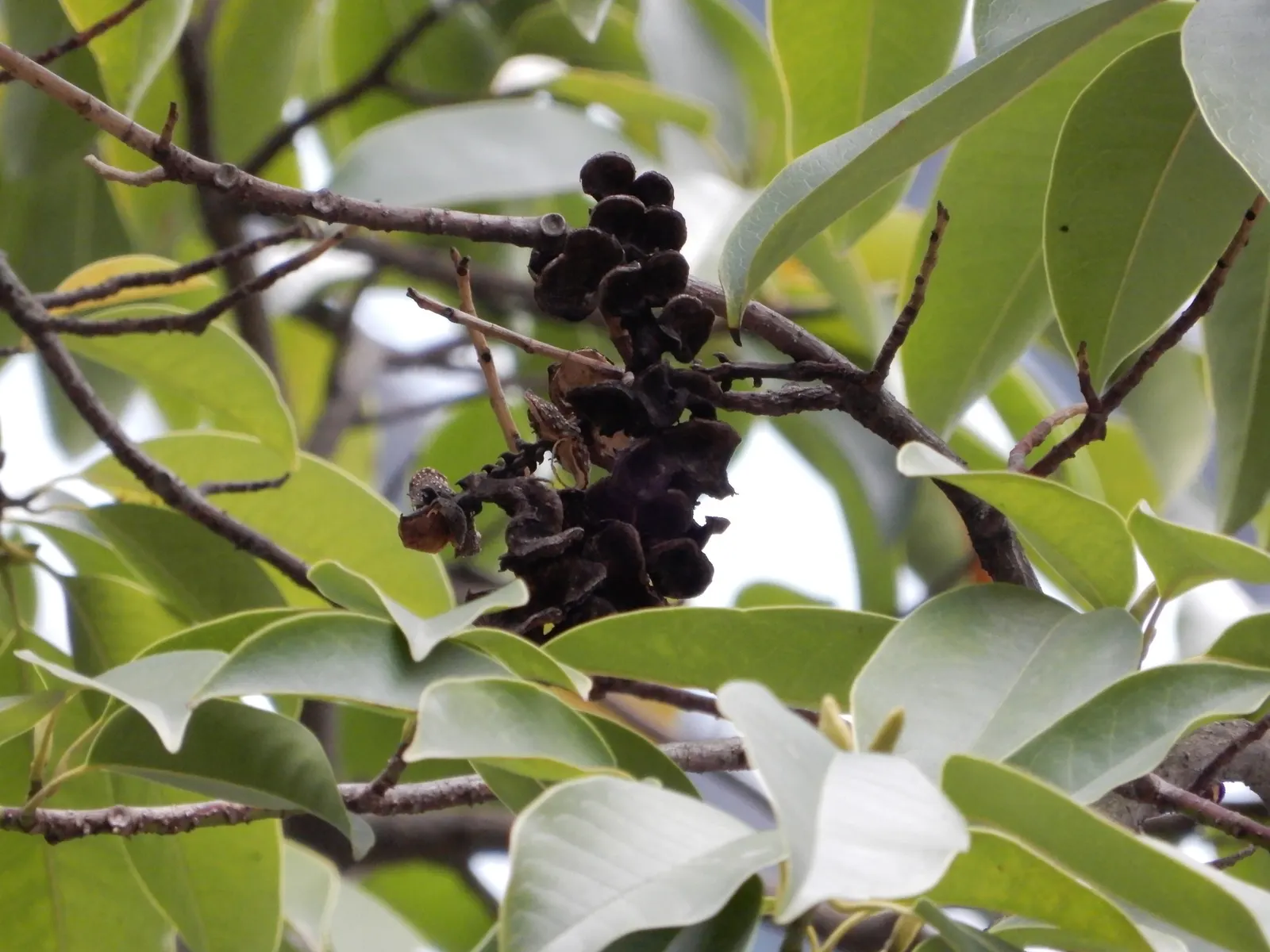 Yulan Magnolia (Magnolia Denudata) — The Yulan Magnolia's foliage is also attractive; its leaves grow up to 6 inches long, image 81