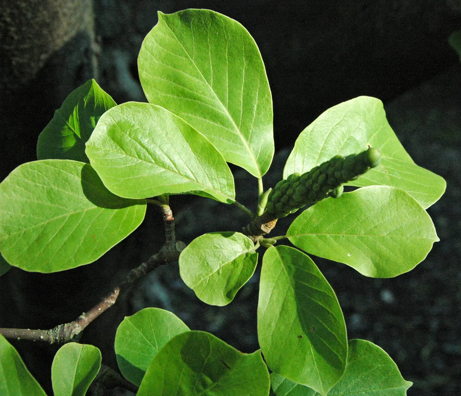 Yulan Magnolia (Magnolia Denudata) — consider its need for a spacious environment with well-draining; this magnolia typically reaches a height and, image 83