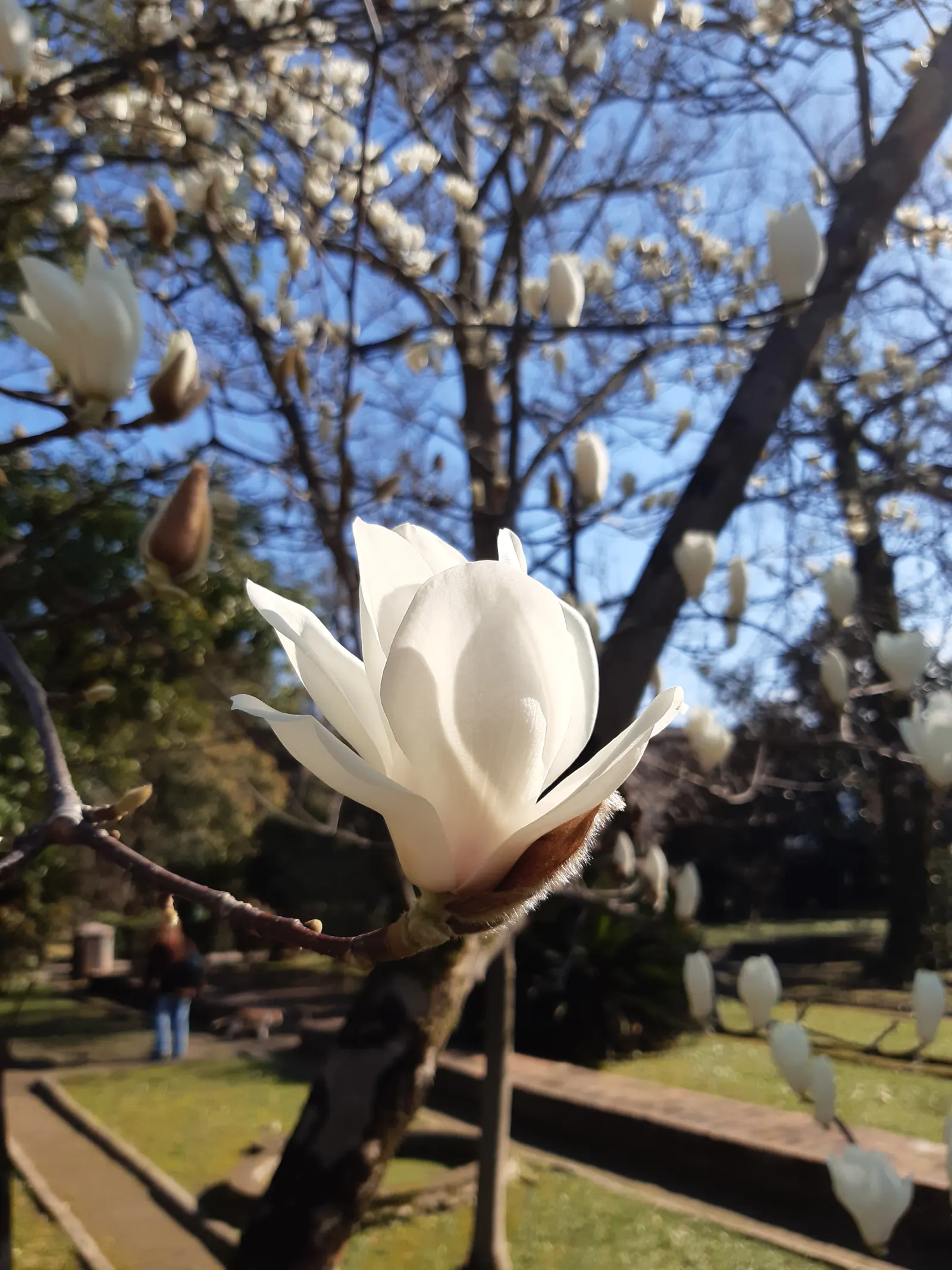 Yulan Magnolia (Magnolia Denudata) — It thrives best in full sun to partial shade and requires regular watering, particularly during dry spells, image 62