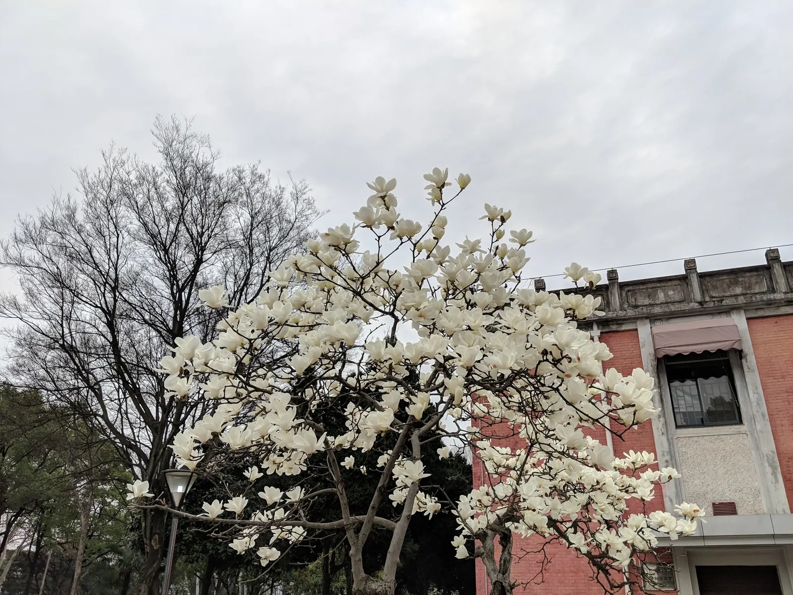 Yulan Magnolia (Magnolia Denudata) — scientifically referred to as Magnolia denudata; it thrives best in full sun to partial shade and requires, image 52