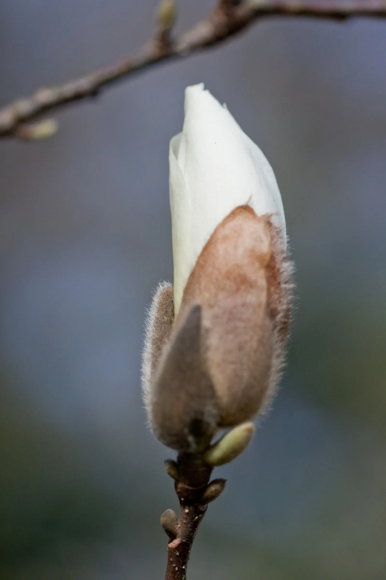 Yulan Magnolia (Magnolia Denudata) — It prefers full sun to partial shade and well-drained soils