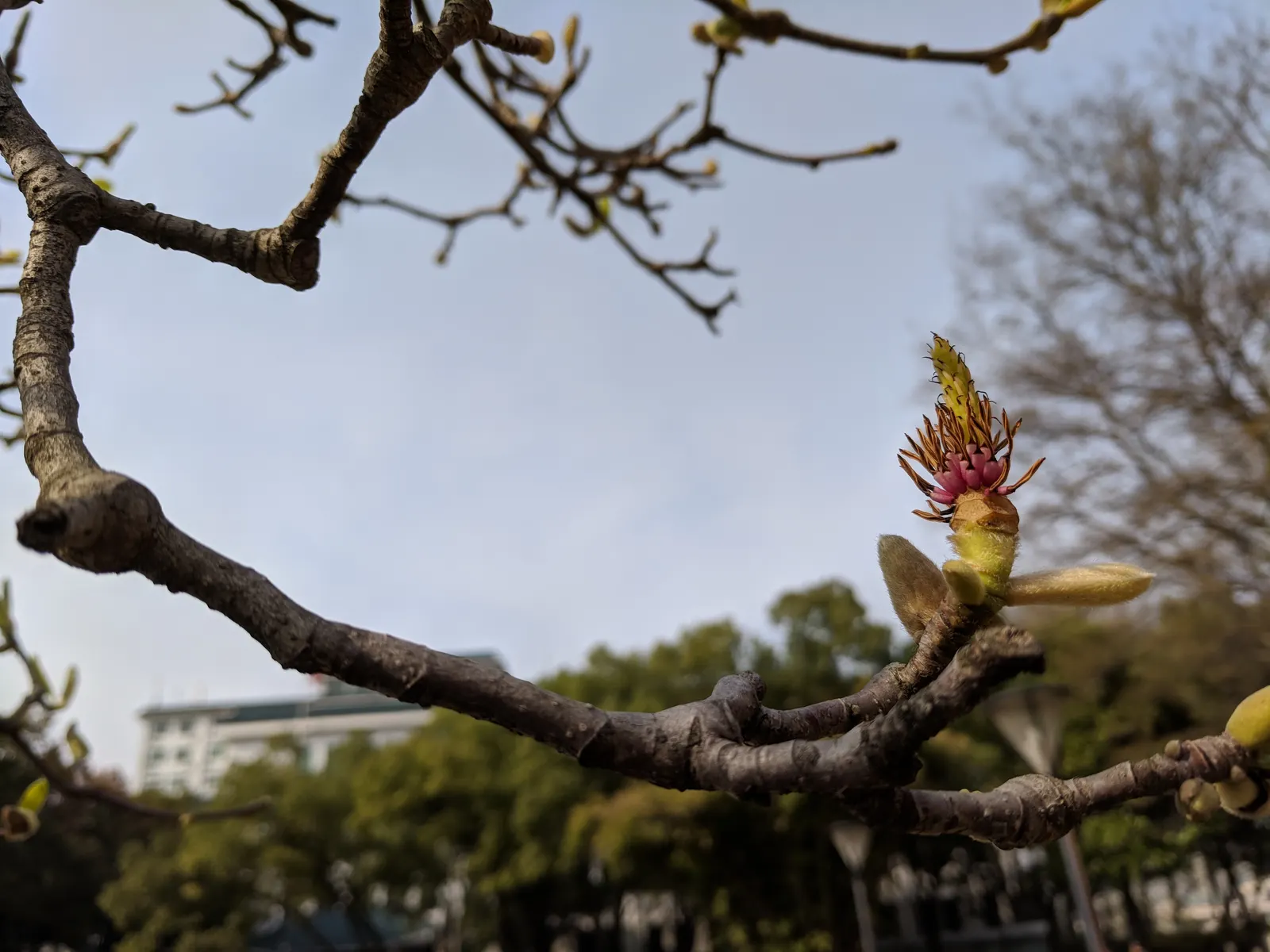 Yulan Magnolia (Magnolia Denudata) — Care should be taken to protect the tree from strong winds, as it can be susceptible to damage