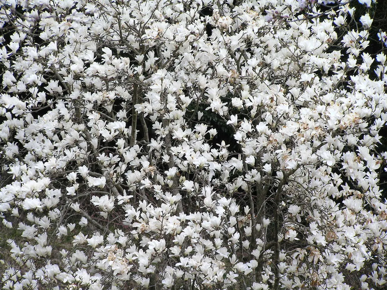 Yulan Magnolia (Magnolia Denudata) — The Yulan Magnolia (Magnolia denudata) is a deciduous tree prized for its early spring blooms; it prefers full, image 70