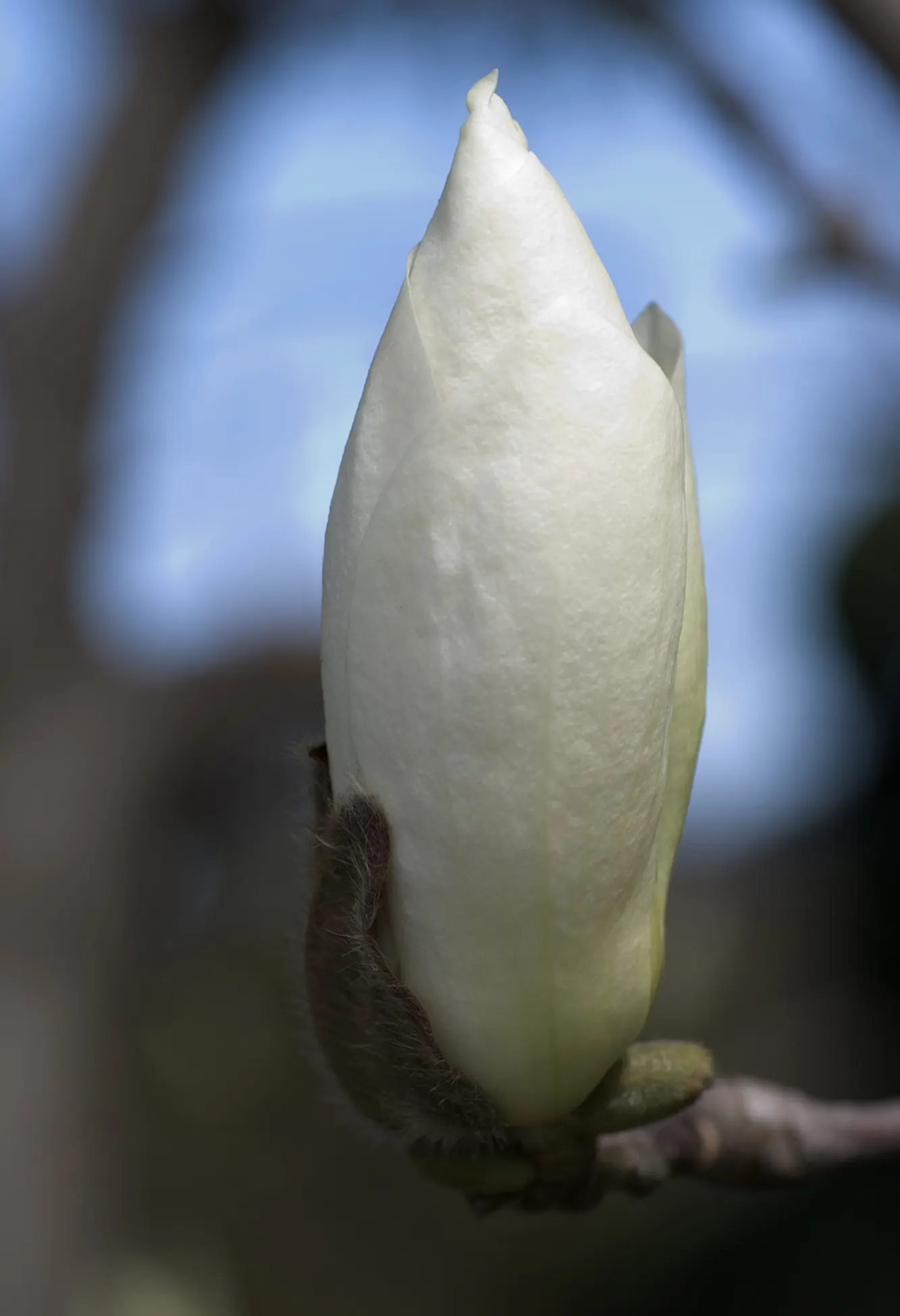 Yulan Magnolia (Magnolia Denudata) — scientifically referred to as Magnolia denudata; it thrives best in full sun to partial shade and requires regular
