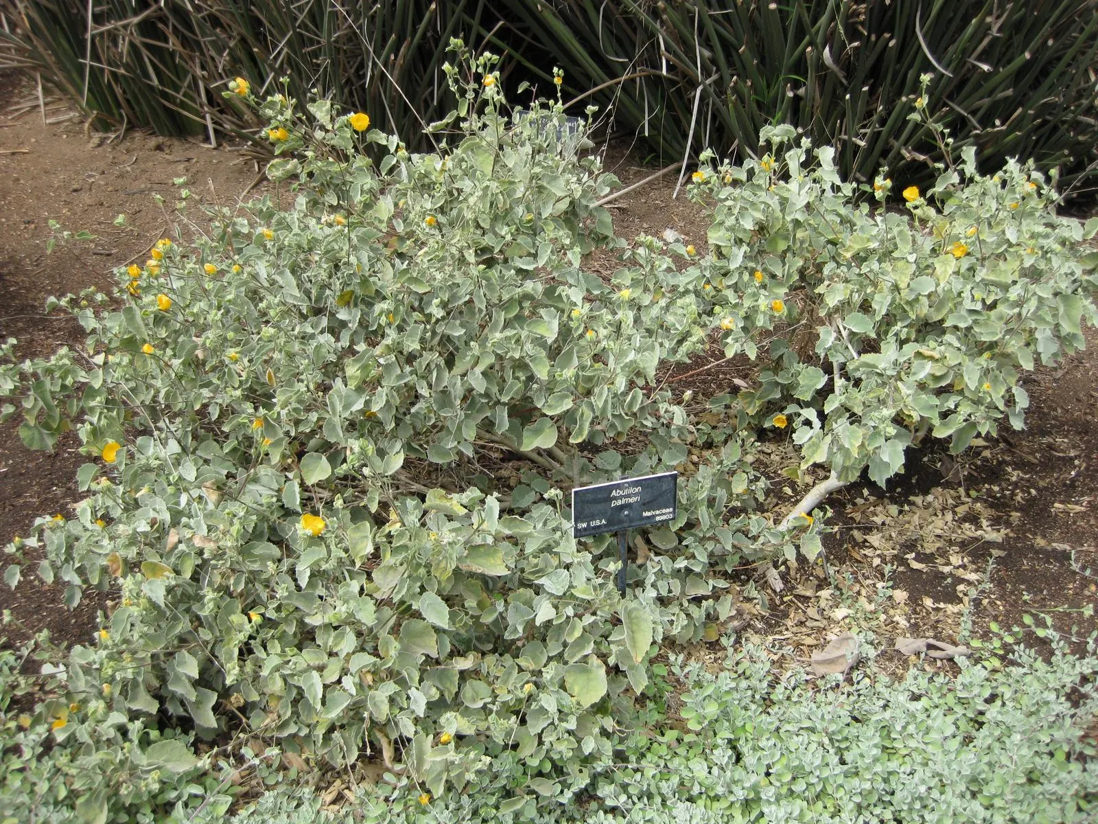 Indian Mallow (Abutilon Palmeri) — adding a splash of color to water-wise gardens