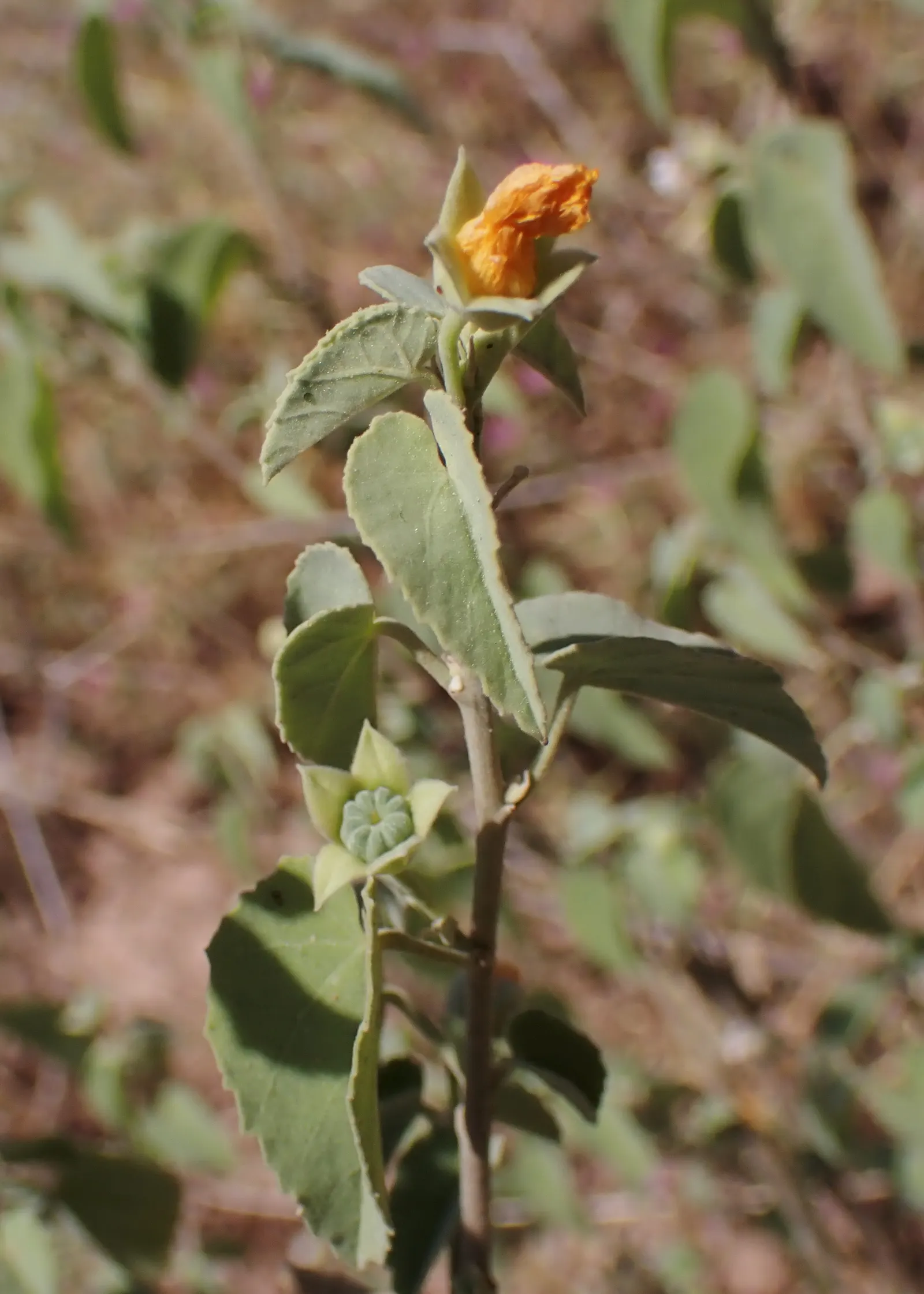 Indian Mallow (Abutilon Palmeri) — Indian Mallow, or Abutilon palmeri, is a vibrant perennial shrub, reaching 5 ft in height and width