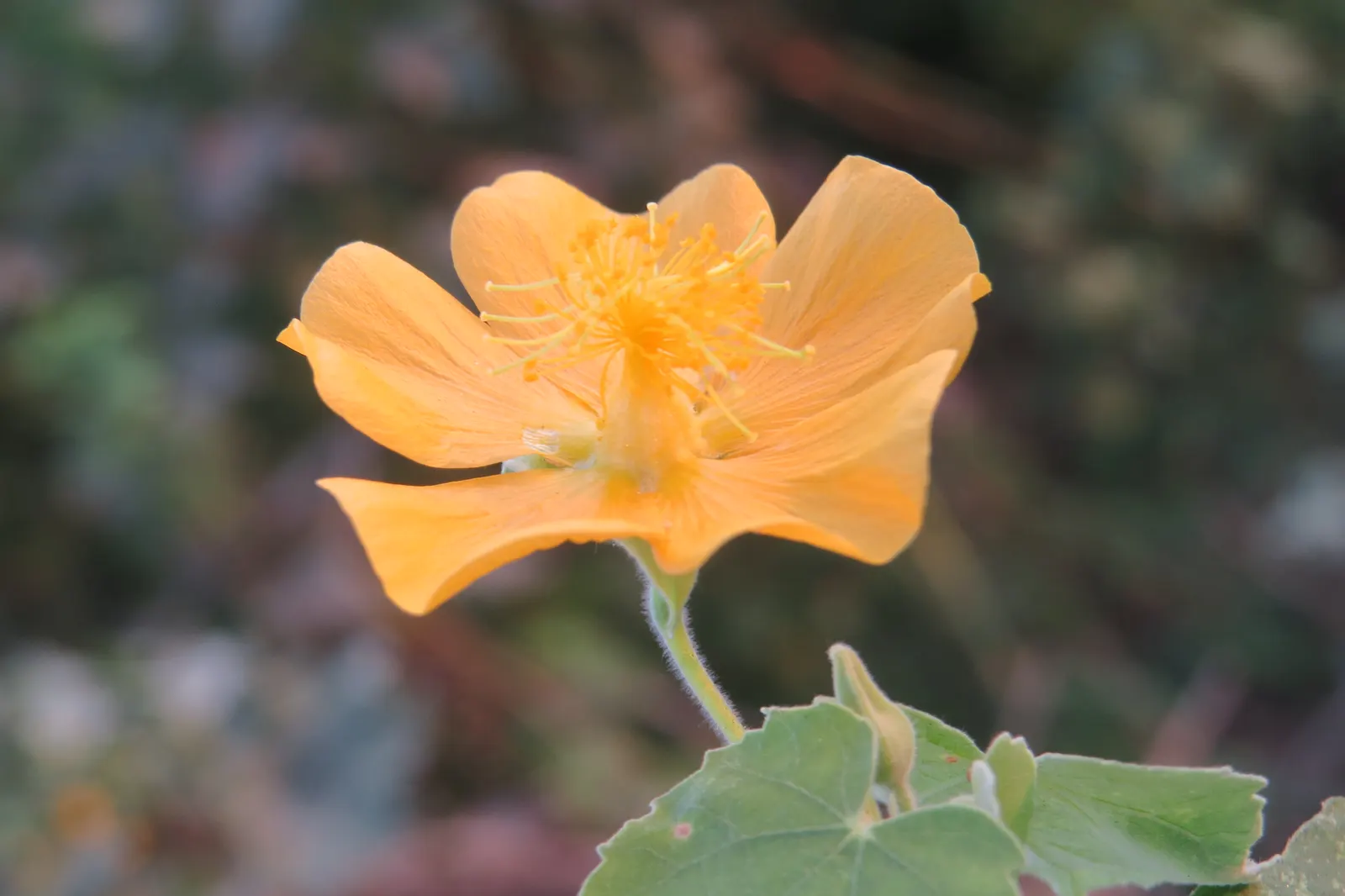 Indian Mallow (Abutilon Palmeri) — Ideal in USDA zones 8-10, it thrives in full sun to part shade, requiring minimal water once established