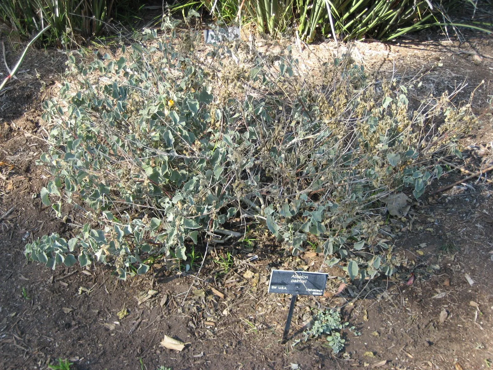 Indian Mallow (Abutilon Palmeri) — drought-tolerant plant attracts pollinators