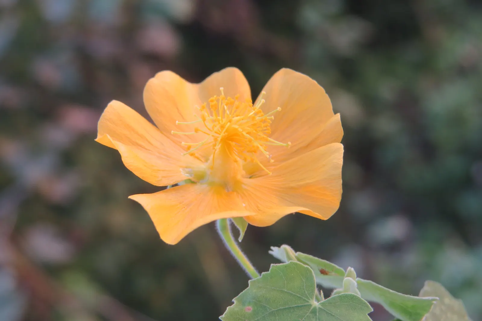 Indian Mallow (Abutilon Palmeri) — It boasts broad, heart-shaped leaves and cup-shaped, bright-yellow flowers spring to fall