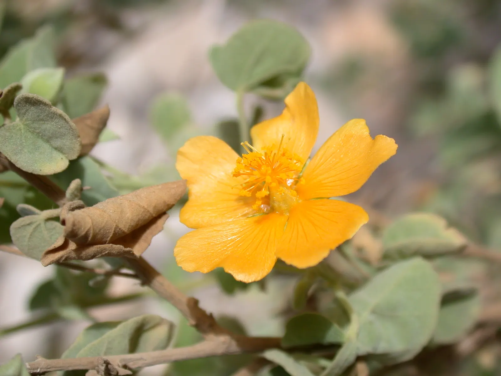 Indian Mallow (Abutilon Palmeri) — commonly known as Indian Mallow or Palmer's Abutilon