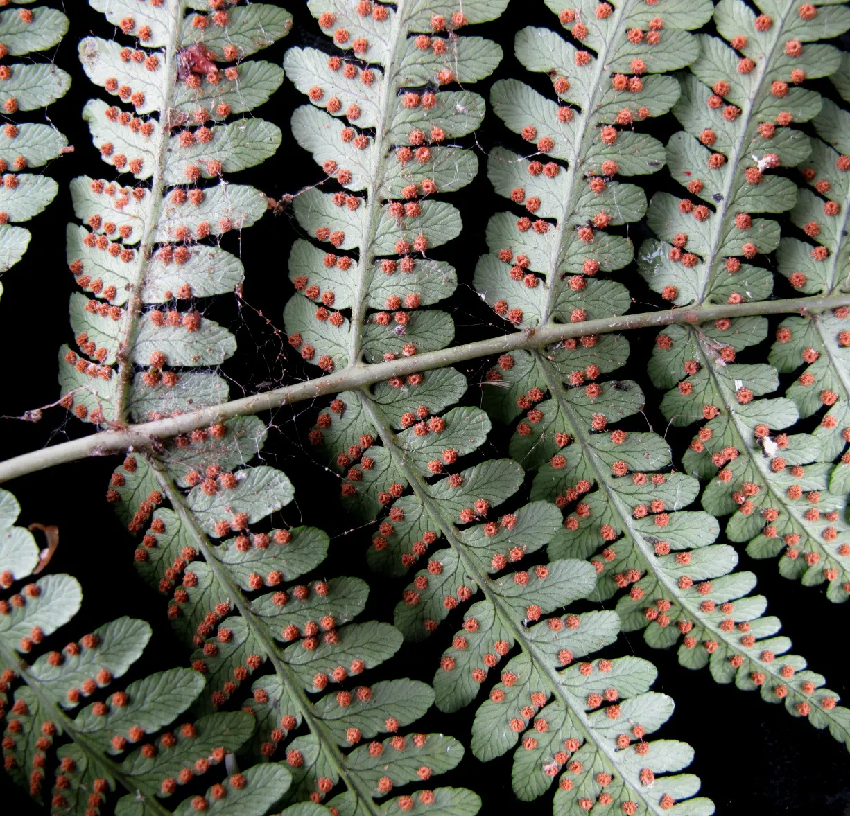 Marginal Wood Fern (Dryopteris Marginalis) — evergreen fern native to North American woodlands; with a comparable spread of 20 to 24 inches, image 38