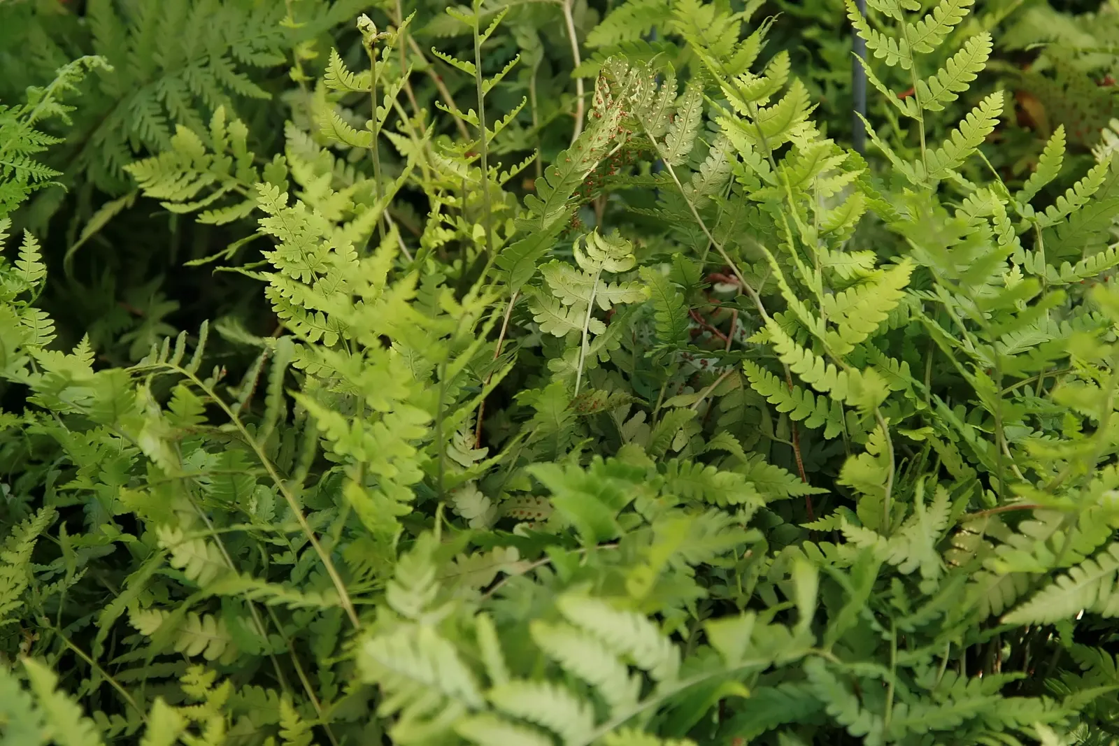 Marginal Wood Fern (Dryopteris Marginalis) — This fern presents an excellent choice for a naturalistic landscape design