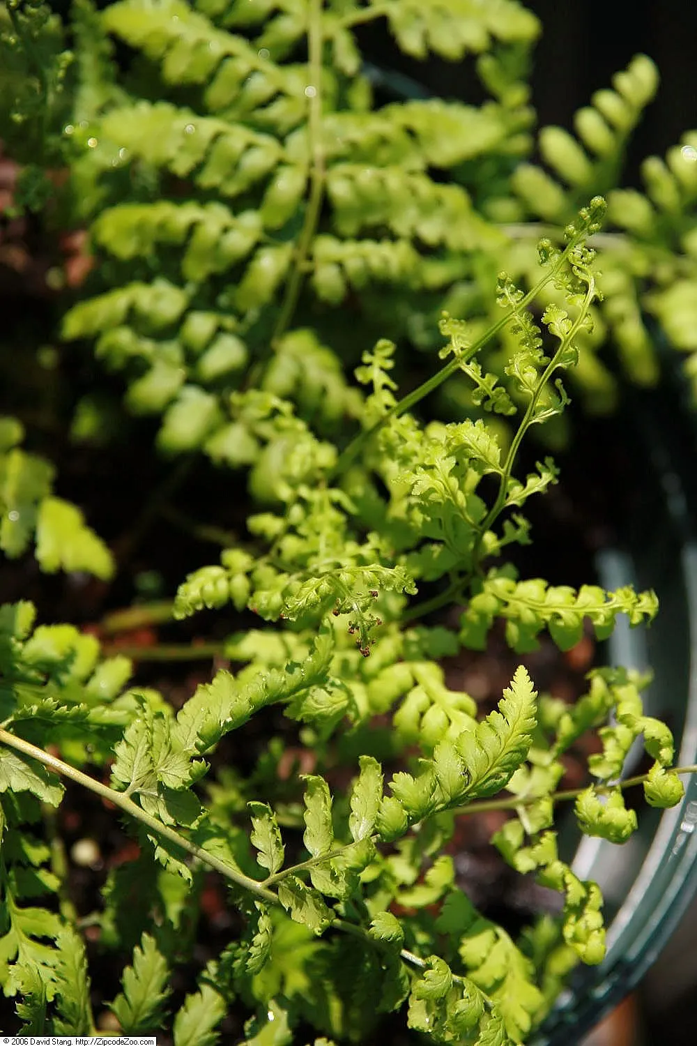 Marginal Wood Fern (Dryopteris Marginalis) — It typically reaches 18 to 24 inches in height and spans 24 to 30 inches wide; fern for shade, image 57