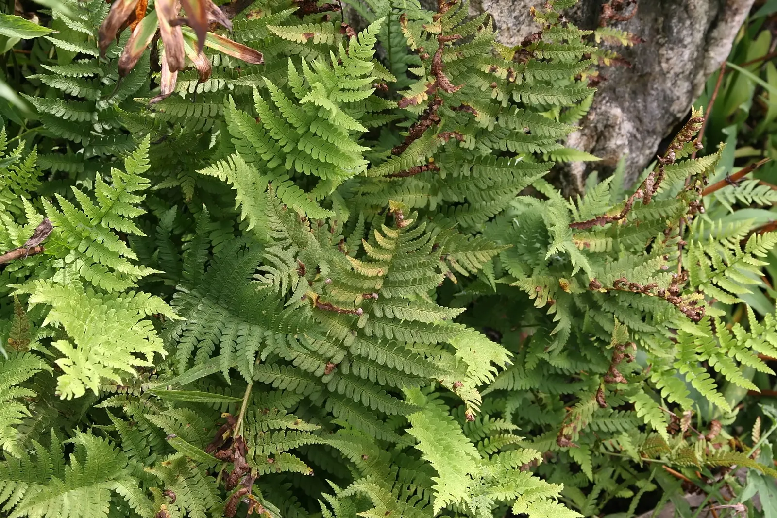 Marginal Wood Fern (Dryopteris Marginalis) — verdant texture to shaded areas or woodland gardens.<br><br>Characterized by its leathery; a, image 45
