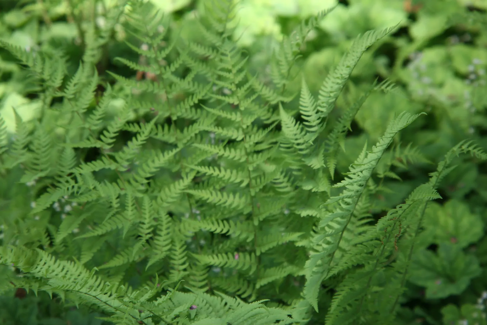 Marginal Wood Fern (Dryopteris Marginalis) — The leathery, blue-green fronds create lush, vase-like clumps ideal for bordering shaded areas; shade-tolerant