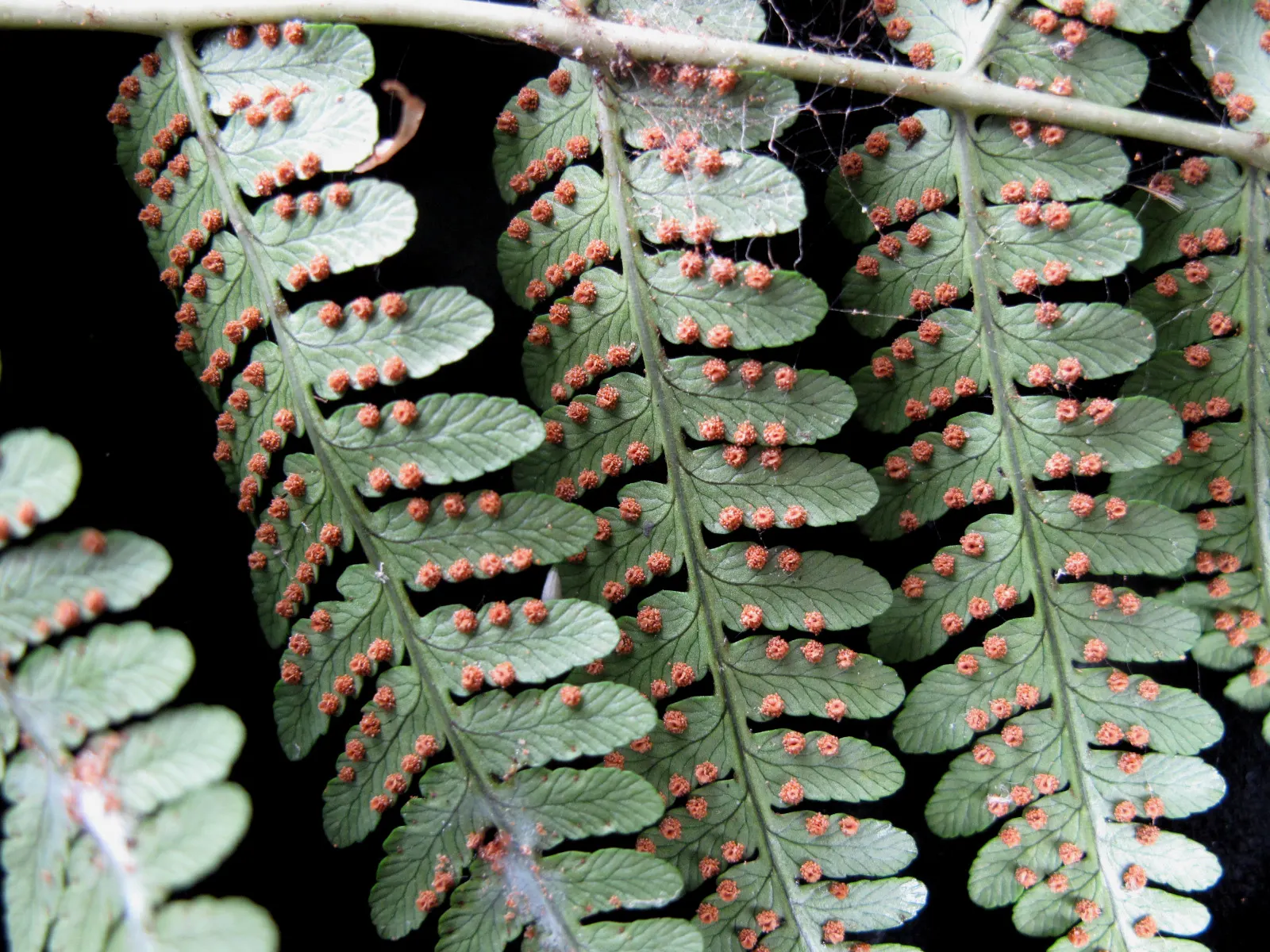 Marginal Wood Fern (Dryopteris Marginalis) — forming a fountain-like rosette that is visually soothing and provides year-round interest; easy to, image 49