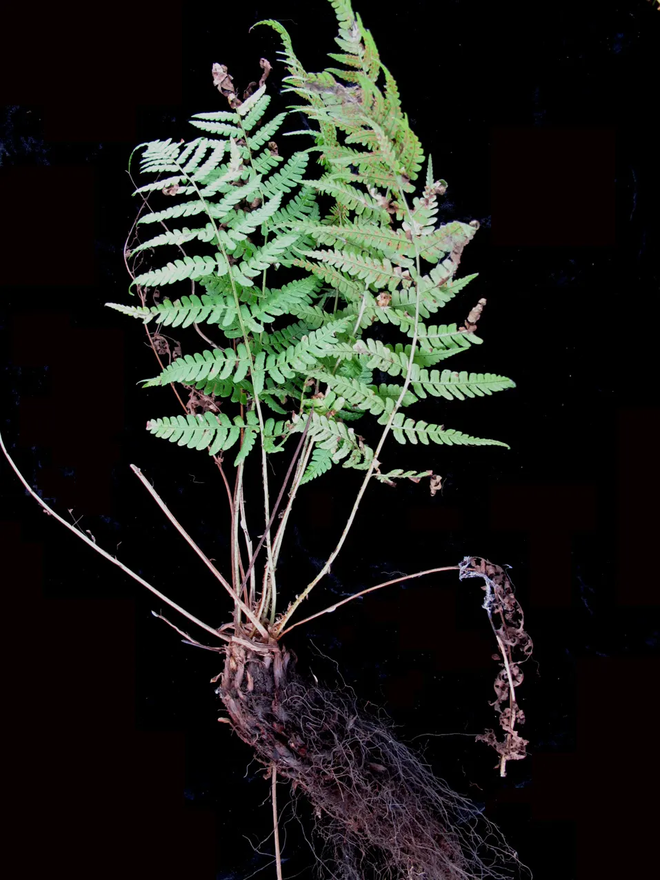 Marginal Wood Fern (Dryopteris Marginalis) — The Marginal Wood Fern (Dryopteris marginalis) is a shade-loving; the leathery, blue-green fronds, image 37