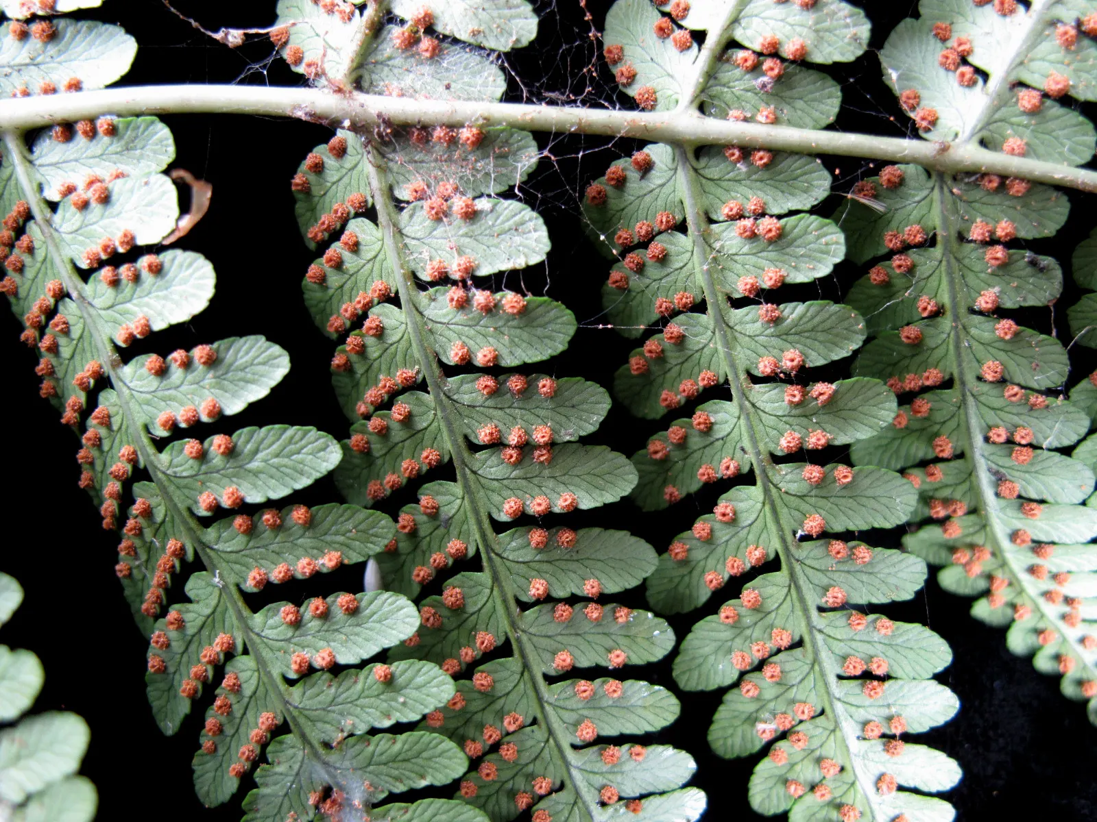 Marginal Wood Fern (Dryopteris Marginalis) — It typically reaches 18 to 24 inches in height and spans 24 to 30 inches wide