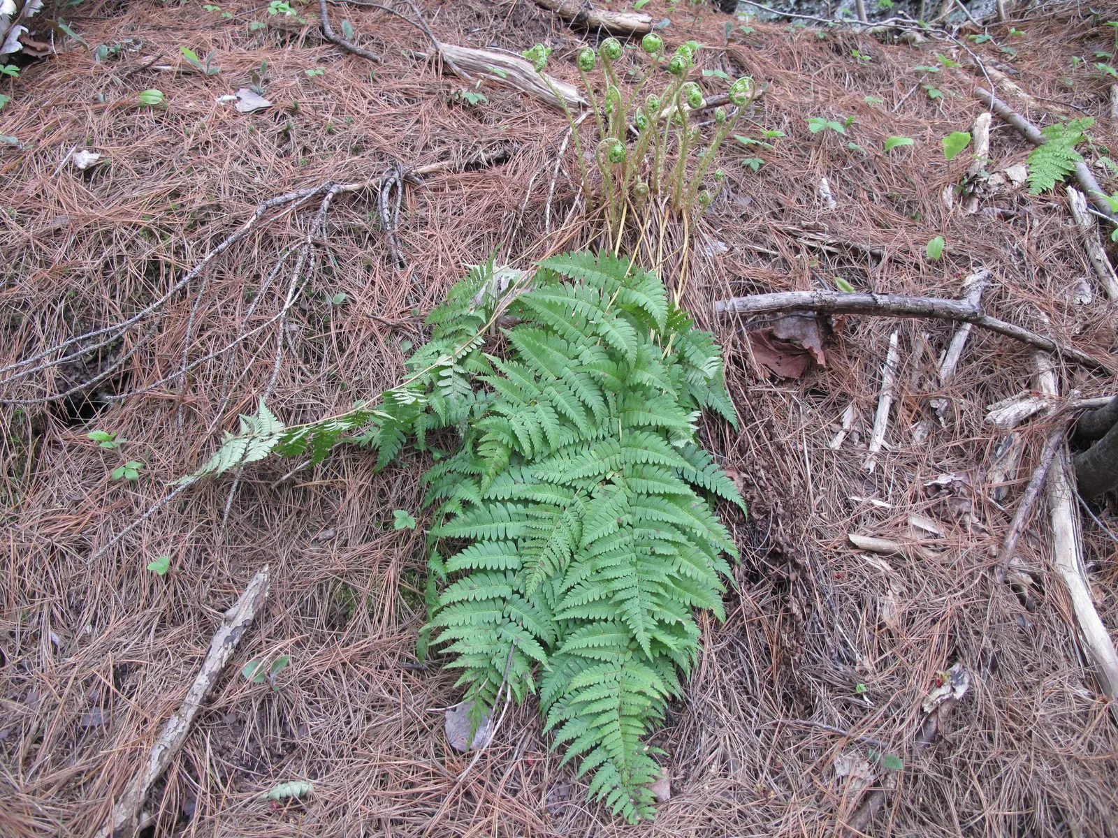 Marginal Wood Fern (Dryopteris Marginalis) — the Marginal Wood Fern is an excellent choice; its fronds arch gracefully outward, image 51