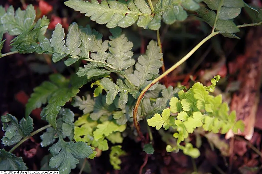 Marginal Wood Fern (Dryopteris Marginalis) — The Marginal Wood Fern (Dryopteris marginalis) is a shade-loving