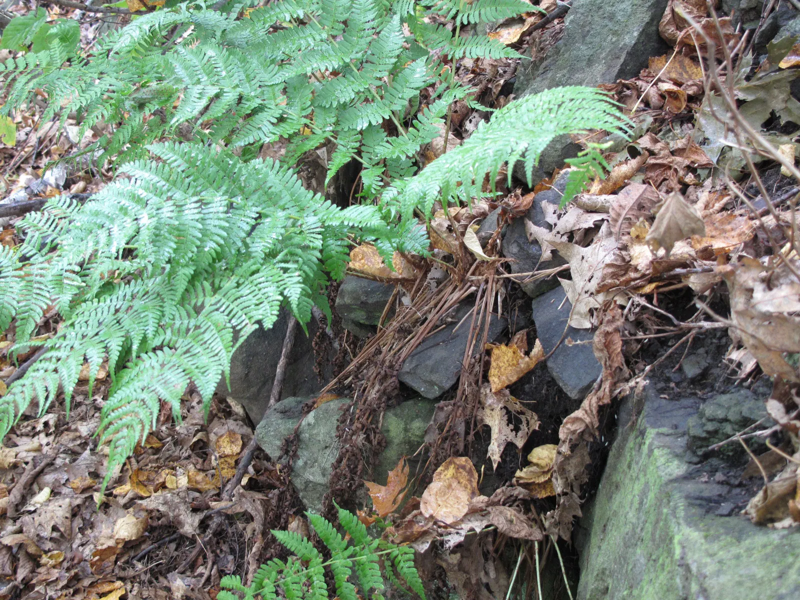 Marginal Wood Fern (Dryopteris Marginalis) — the Marginal Wood Fern is an excellent choice