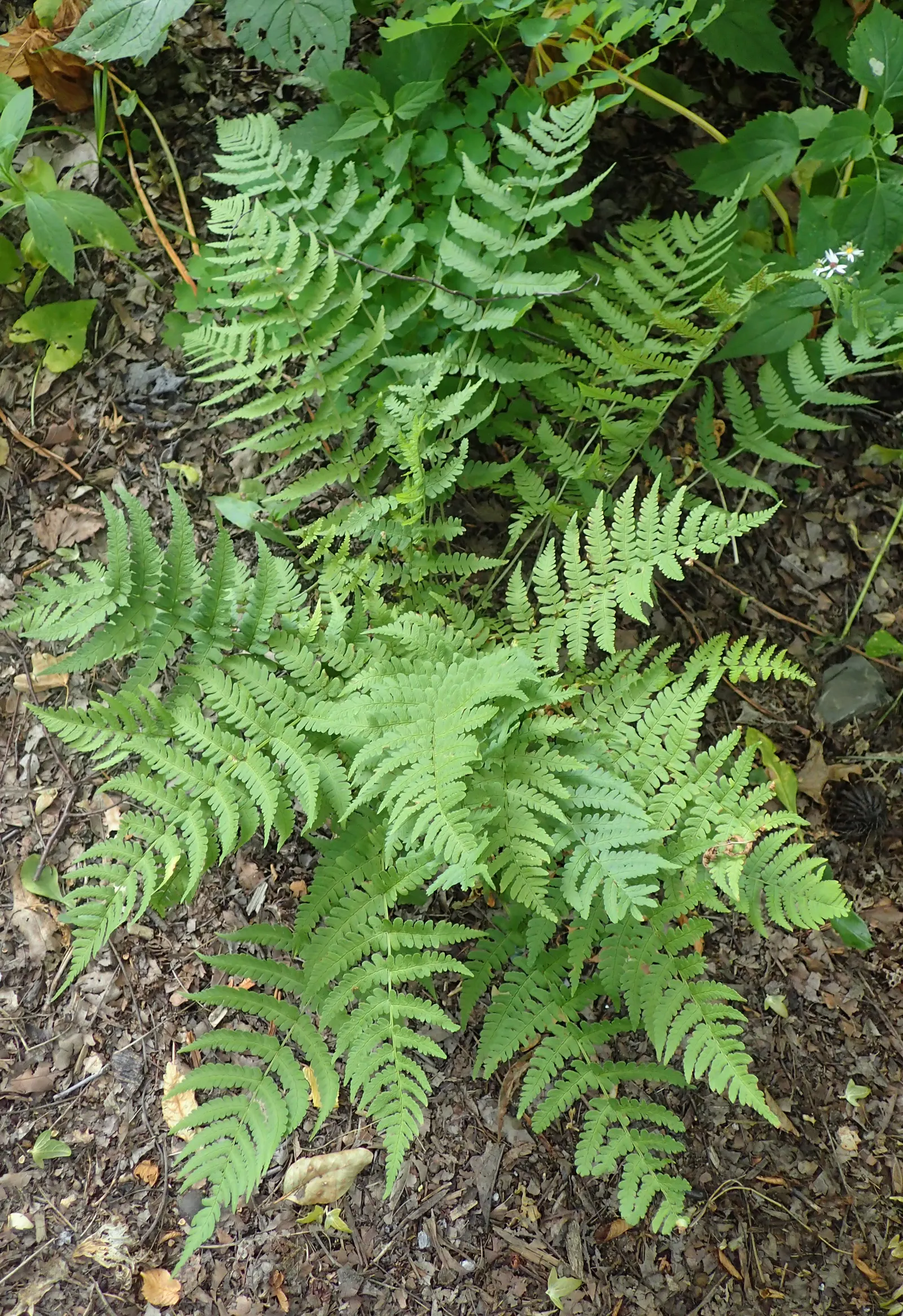 Marginal Wood Fern (Dryopteris Marginalis) — shade-tolerant perennial that is indigenous to the woodlands of Eastern North America