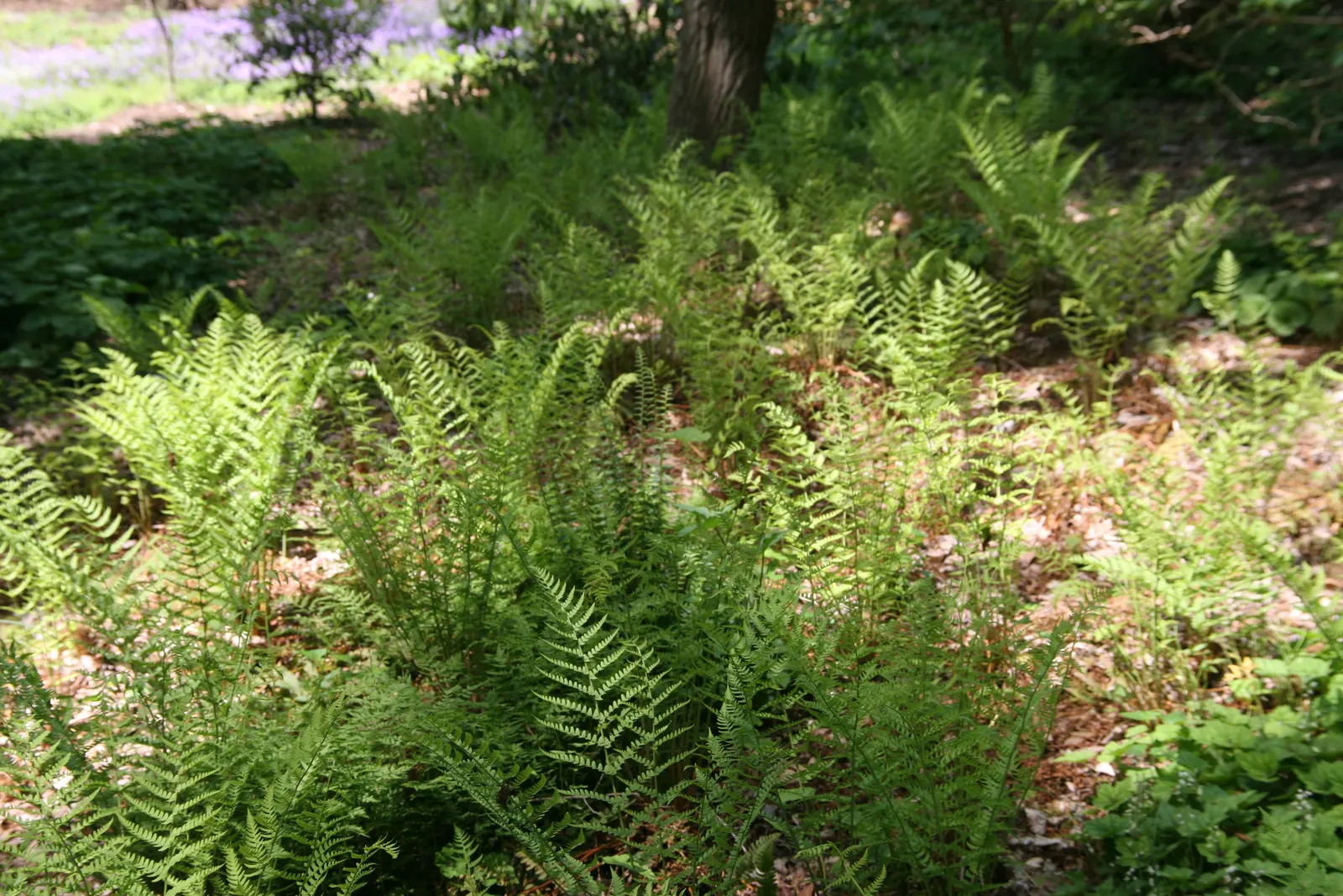 Marginal Wood Fern (Dryopteris Marginalis) — A low-maintenance choice, it adds texture and year-round interest to any shaded landscape setting; it typically