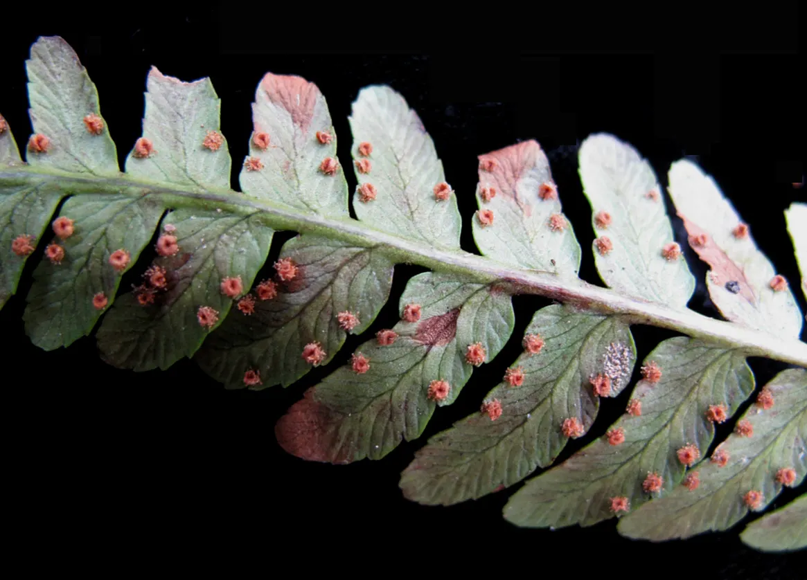 Marginal Wood Fern (Dryopteris Marginalis) — the Marginal Wood Fern typically reaches a mature height of 18 to 24 inches