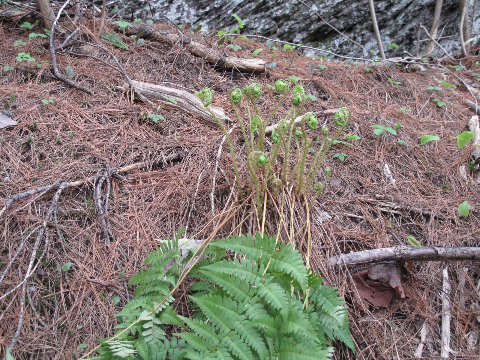 Marginal Wood Fern (Dryopteris Marginalis) — The Marginal Wood Fern (Dryopteris marginalis) is a shade-loving; the leathery, blue-green fronds, image 55