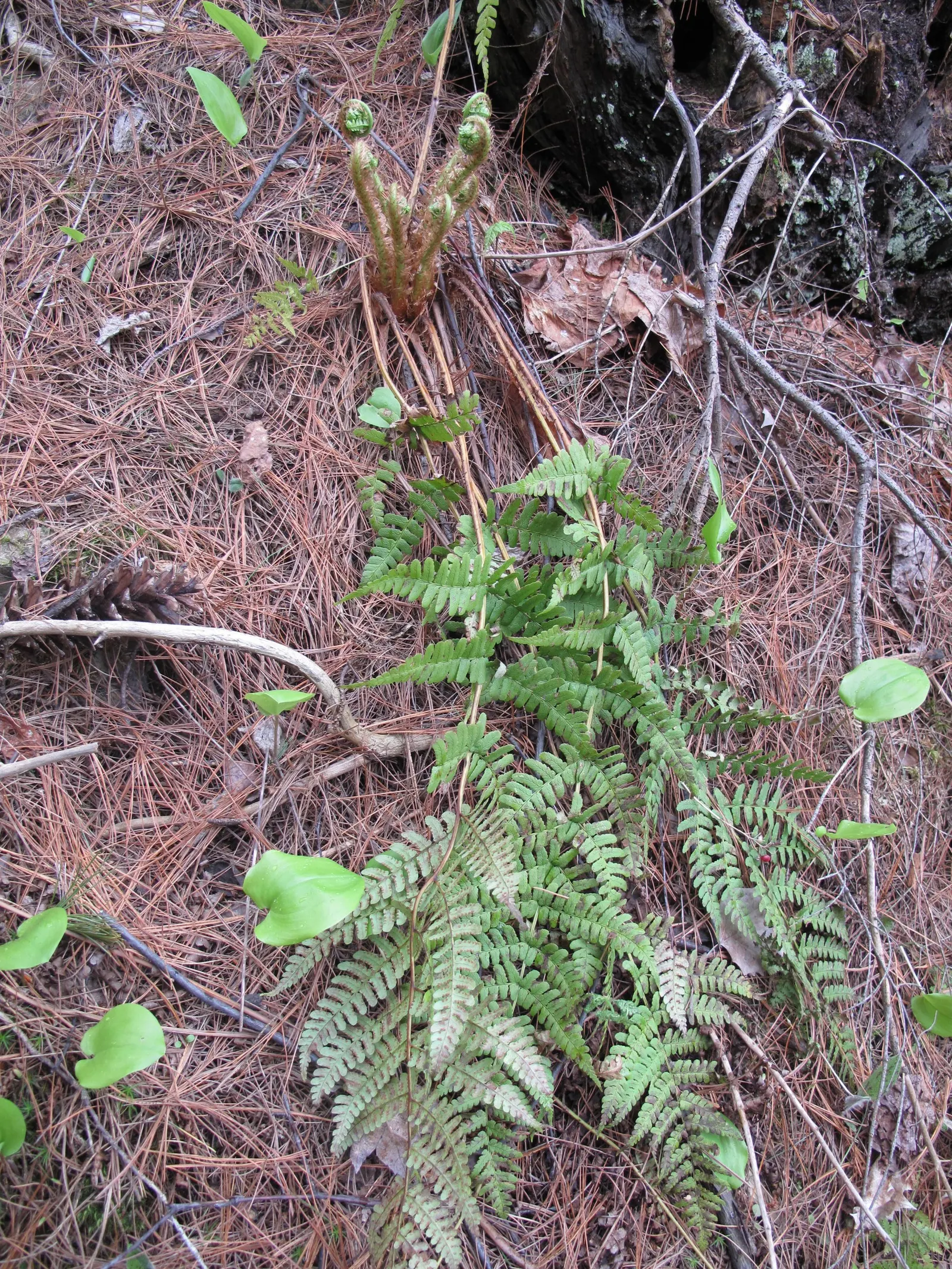 Marginal Wood Fern (Dryopteris Marginalis) — fern for shade