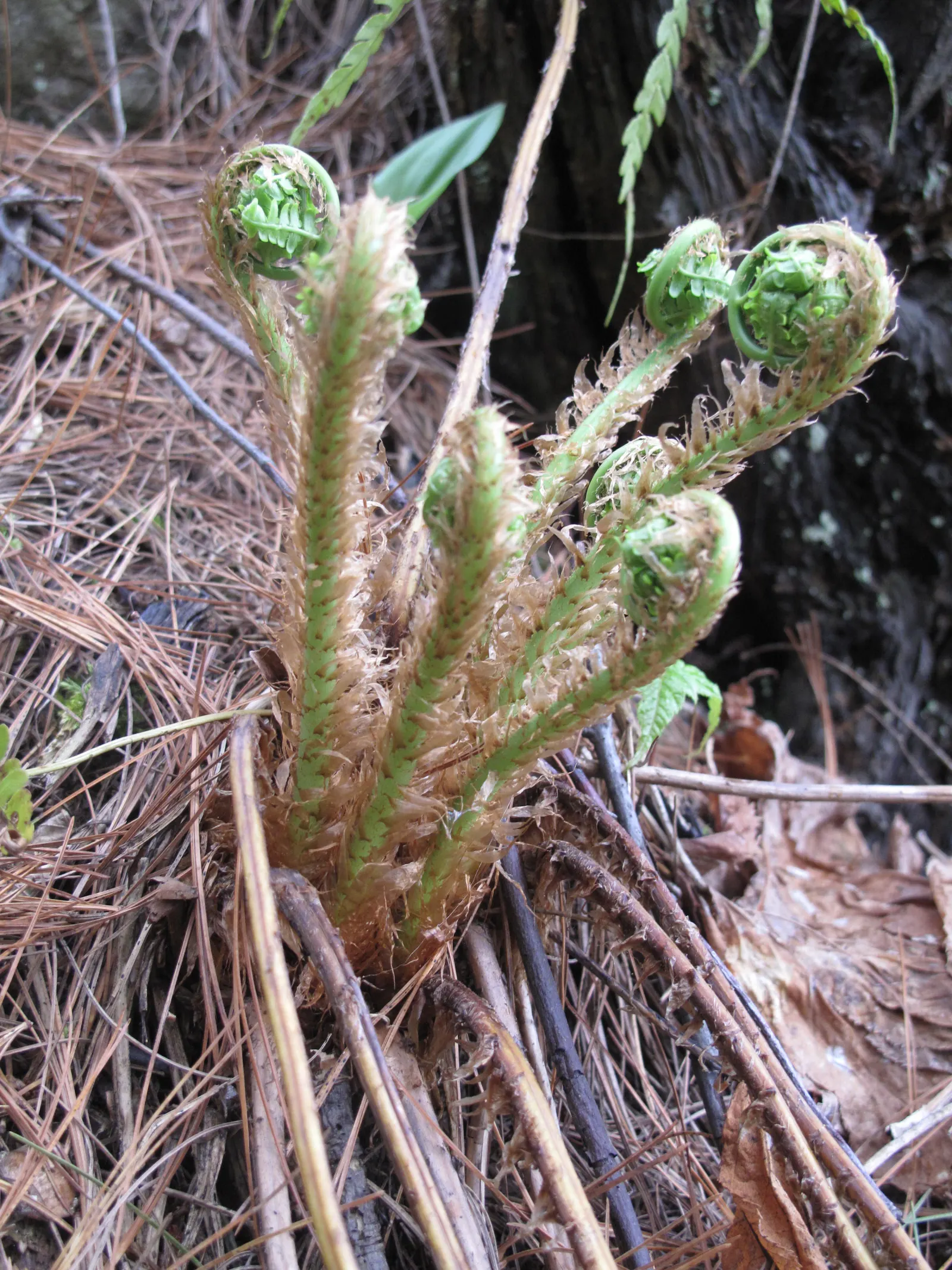 Marginal Wood Fern (Dryopteris Marginalis) — this fern is a delight for both the novice and experienced gardener