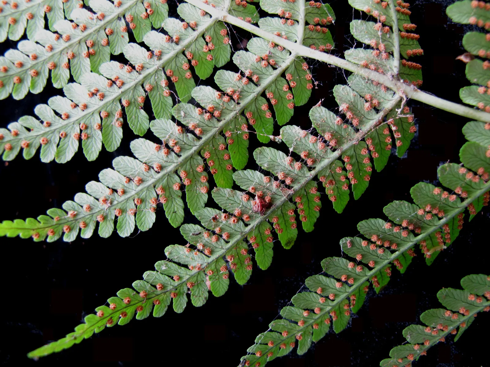 Marginal Wood Fern (Dryopteris Marginalis) — evergreen fern native to North American woodlands; with a comparable spread of 20 to 24 inches, image 56
